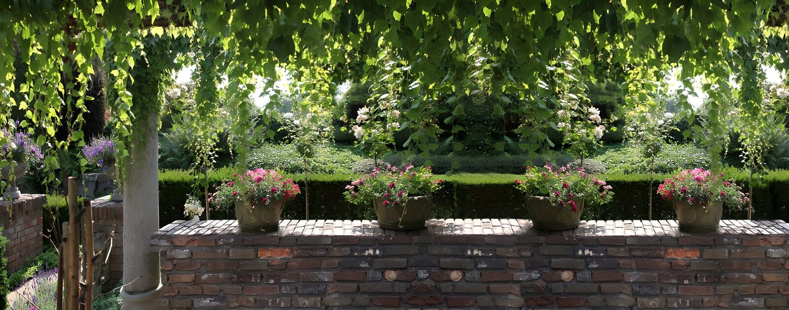 TPES25591: Flores rosas a la sombra de la pérgola