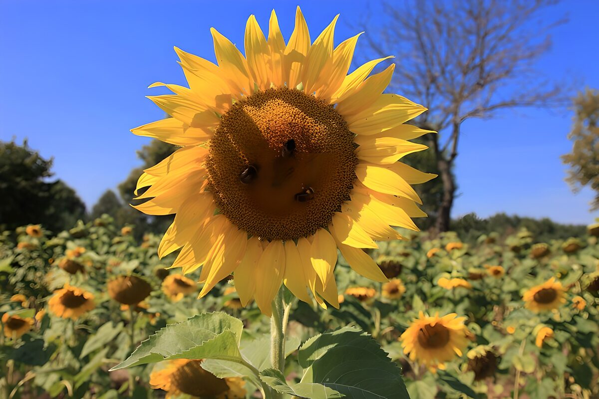 Girasol con abejas bajo el cielo azul