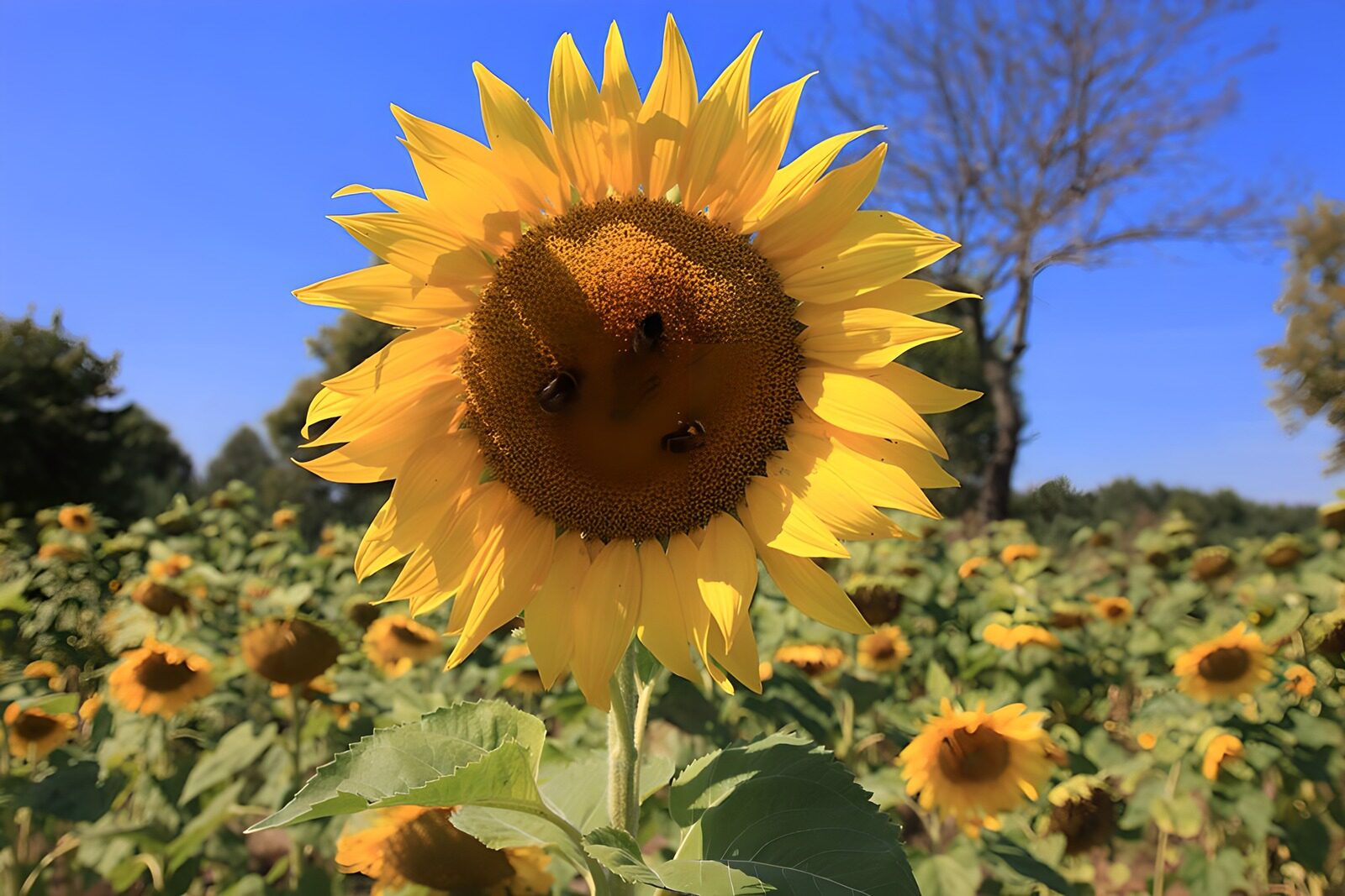 TPES72403: Girasol con abejas bajo el cielo azul