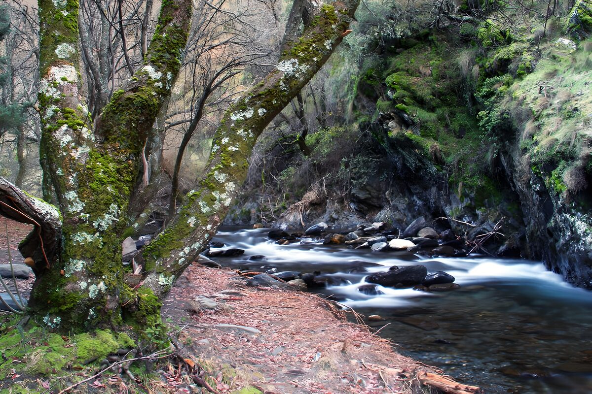 TPES90639: Arroyo entre rocas y troncos musgosos