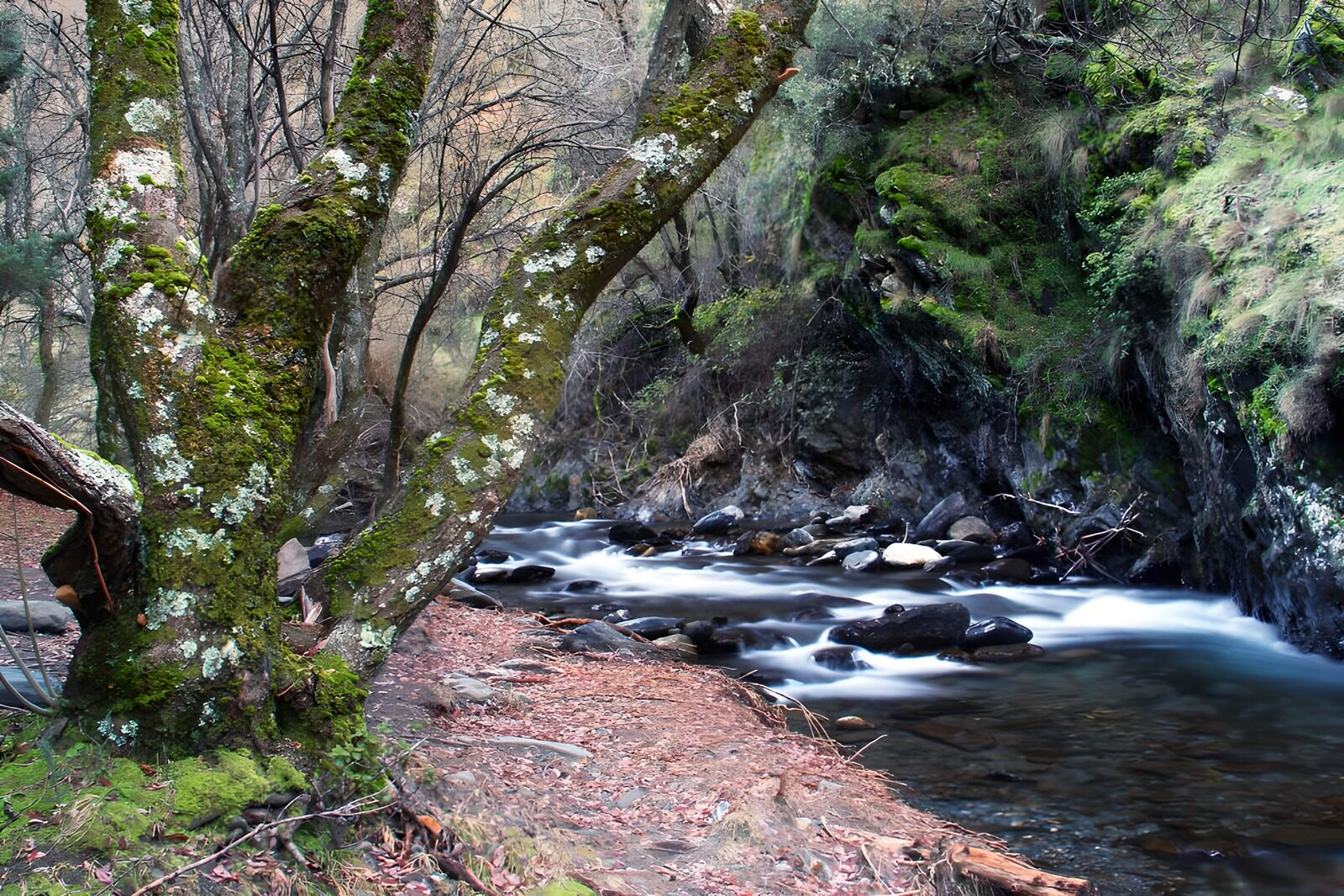 TPES90639: Arroyo entre rocas y troncos musgosos