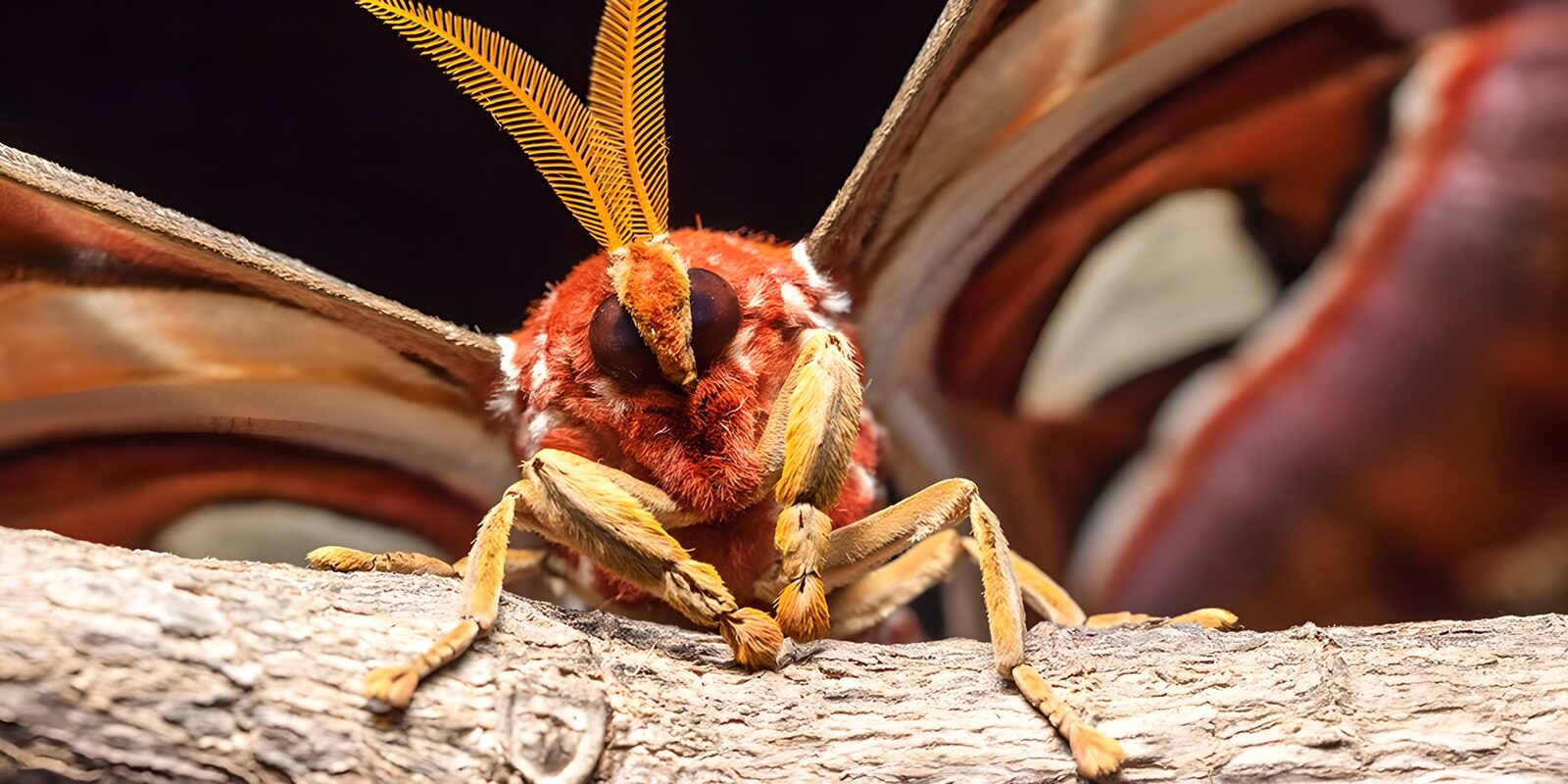 TPES39727: Polilla rojiza de mirada intensa