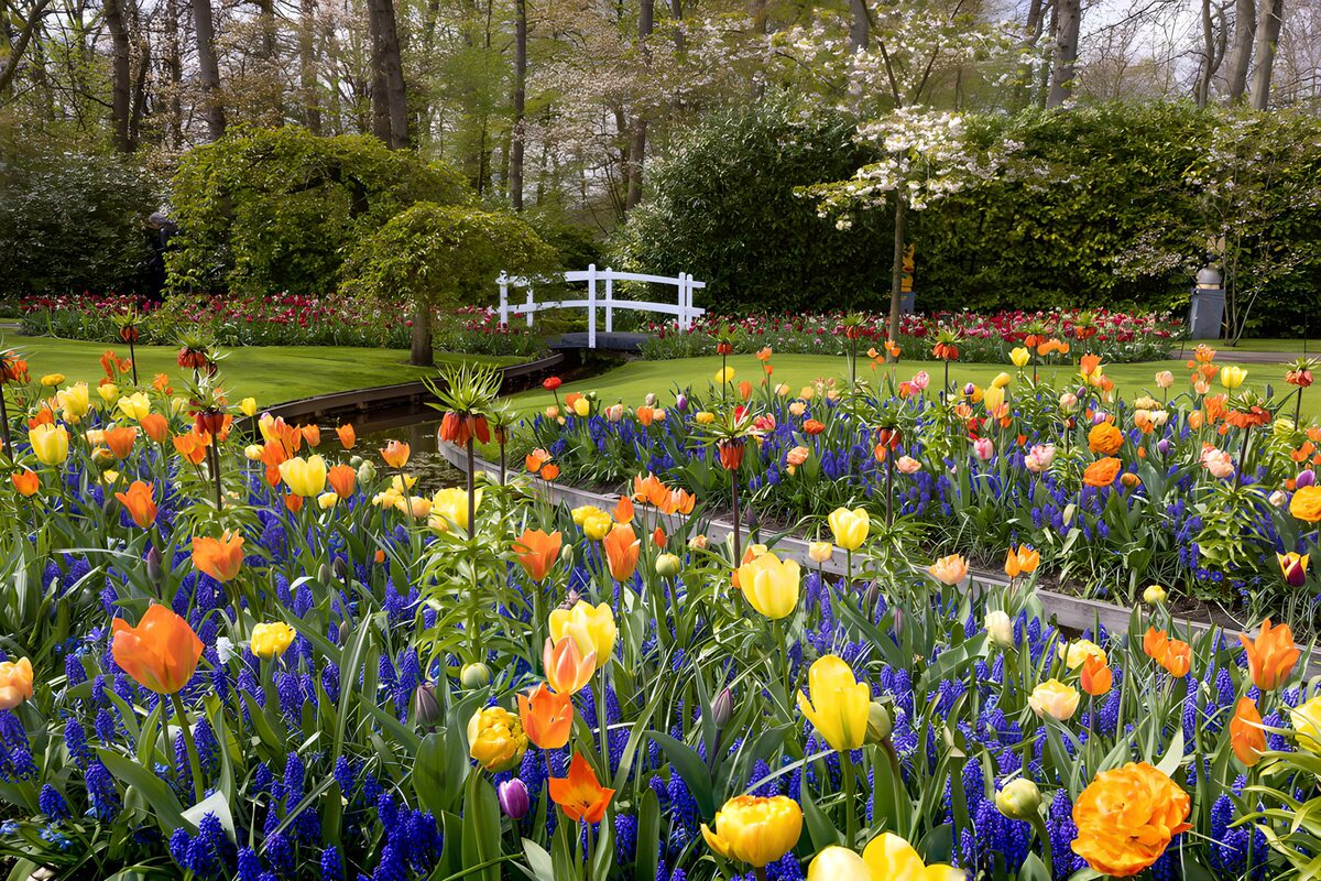 TPES24003: Tulipanes y muscaris junto al agua