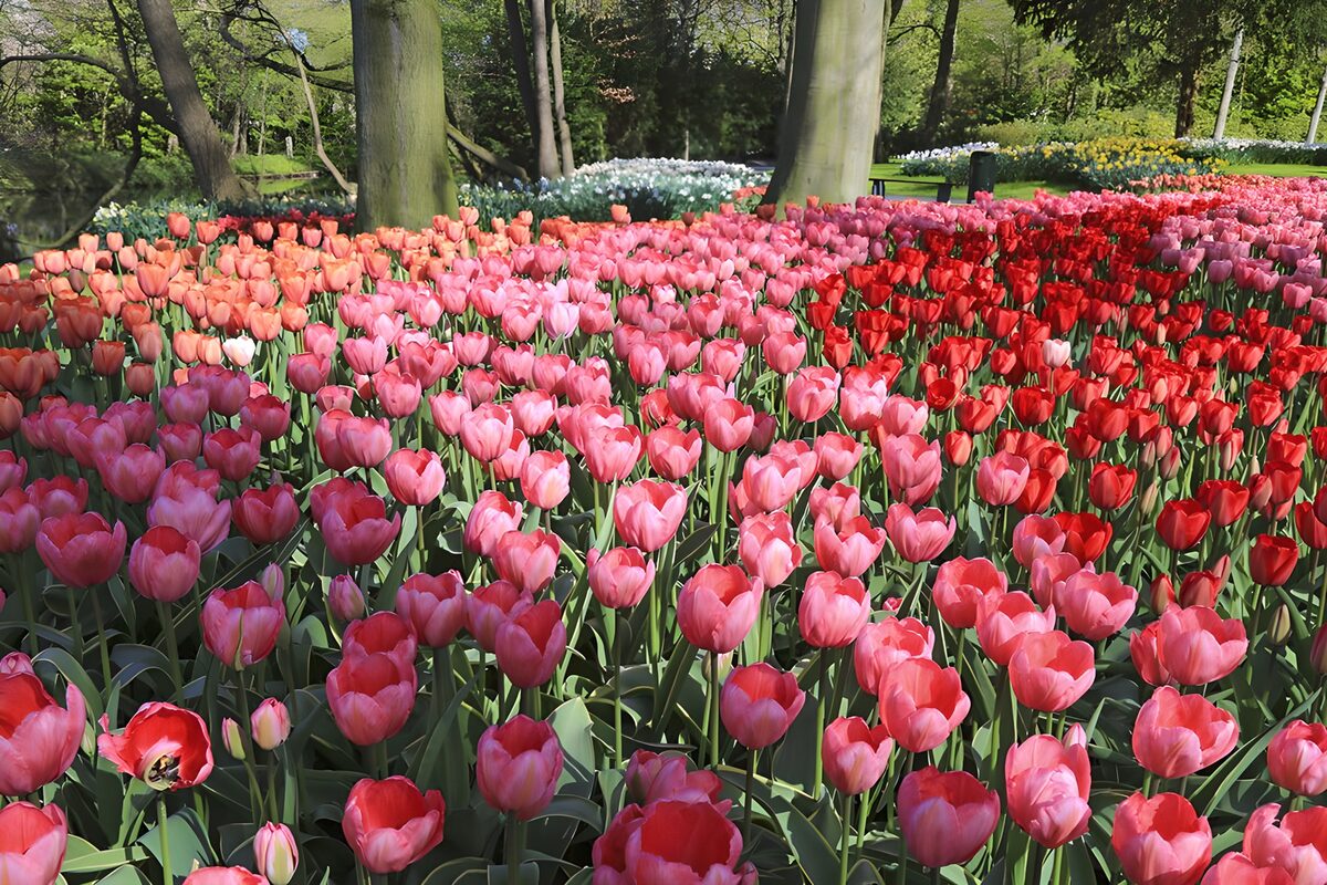 Tulipanes rosas y rojos al sol
