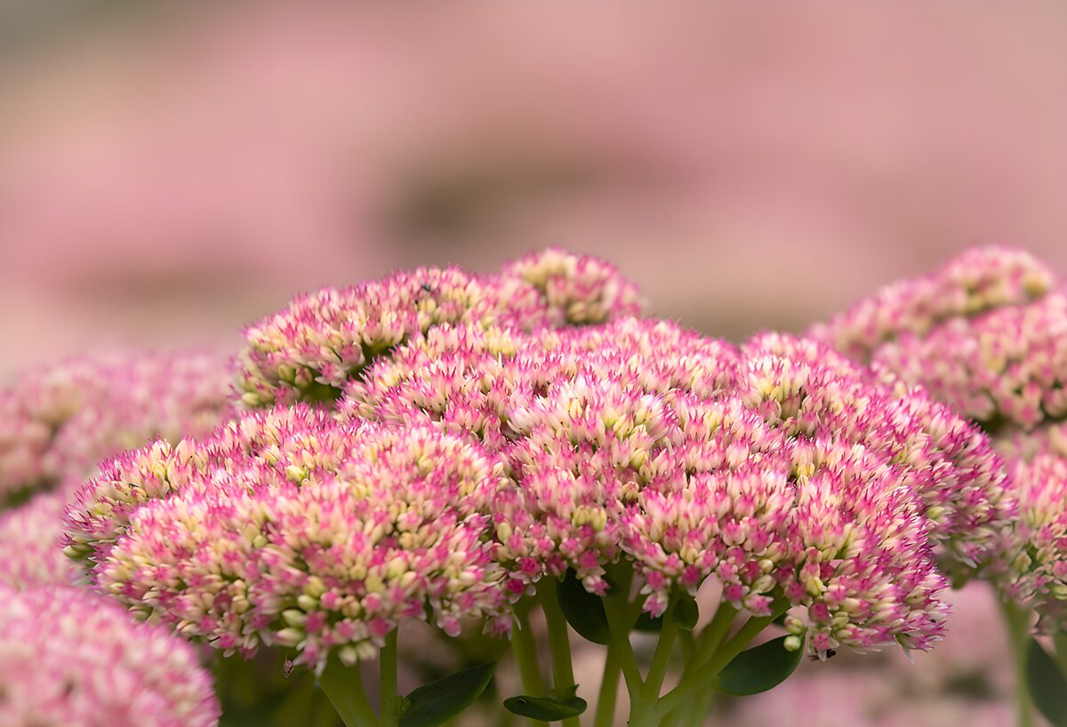 Sedum rosa en primer plano