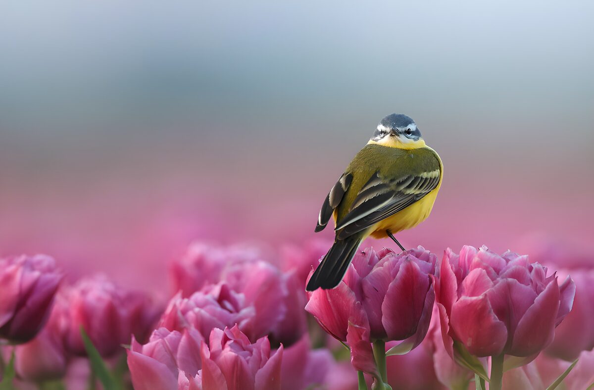 Pajarillo sobre un tulipán rosa