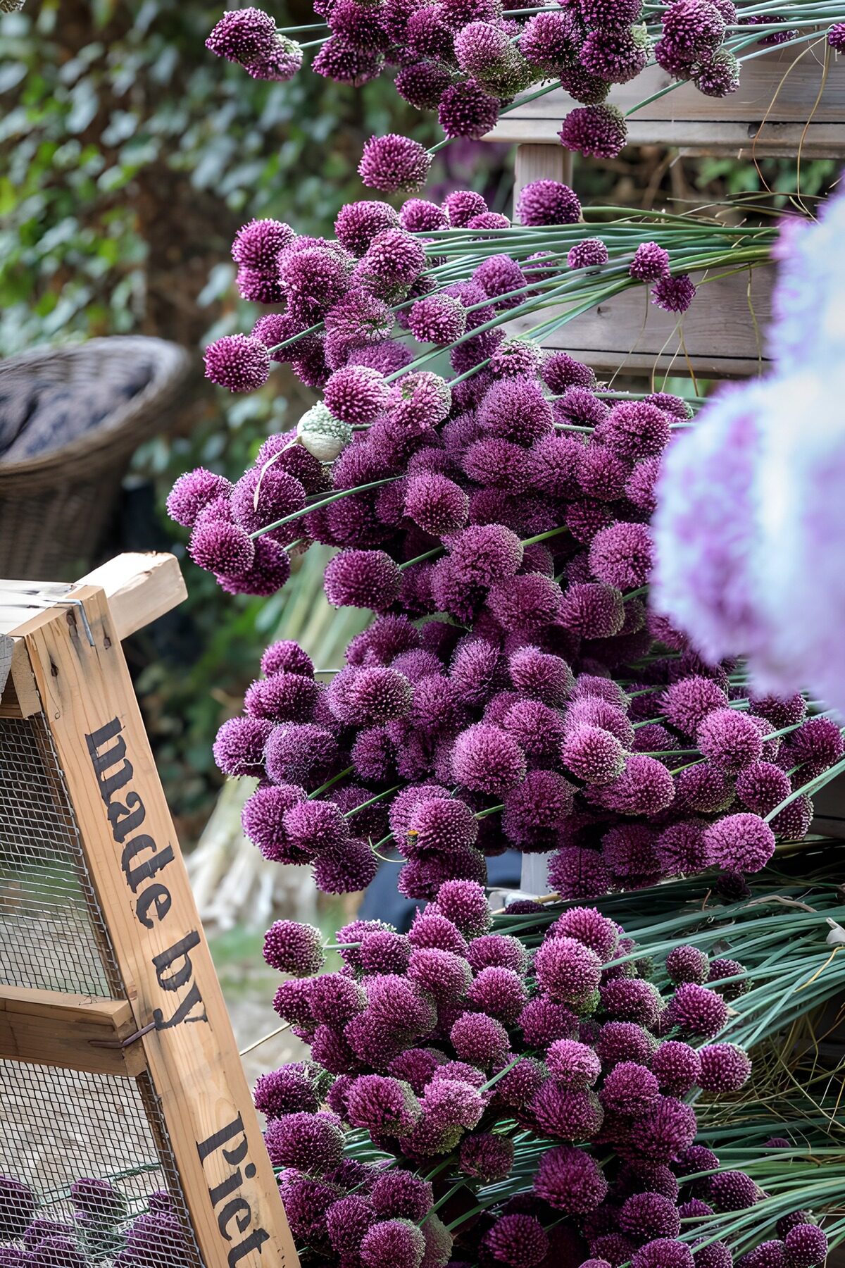 Allium morados entre madera y verde