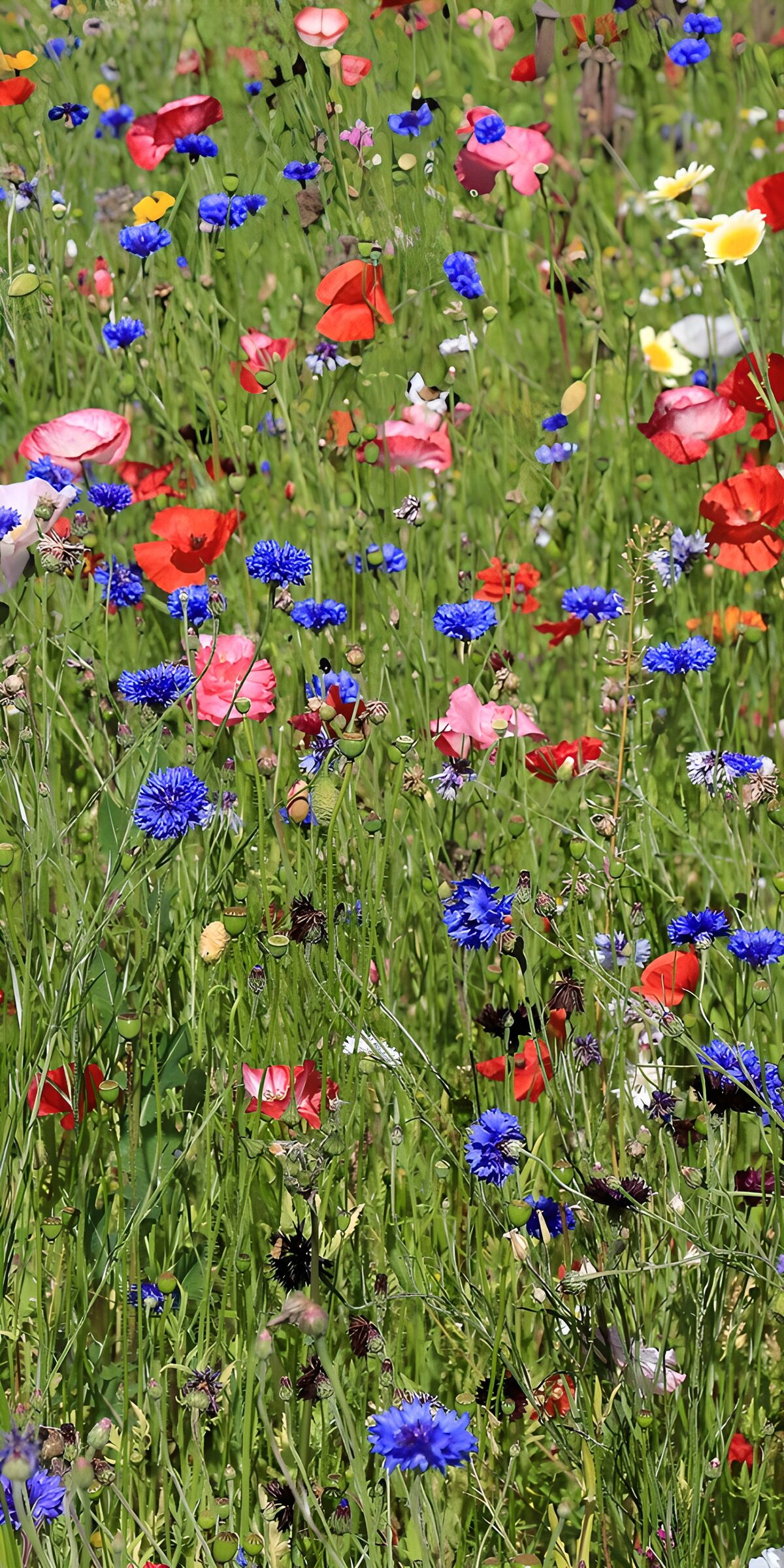 TPES97135: Prado de amapolas y acianos al sol