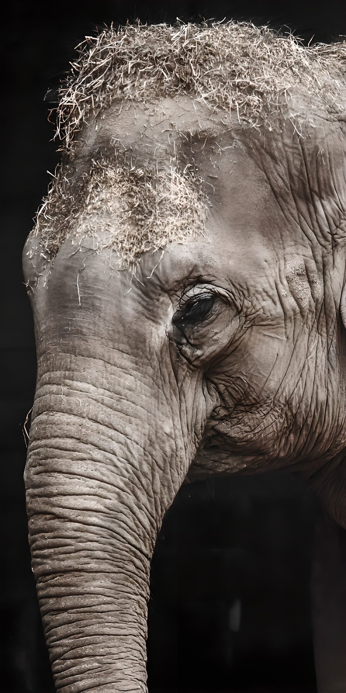 TPES85171: Elefante de cerca, pliegue a pliegue
