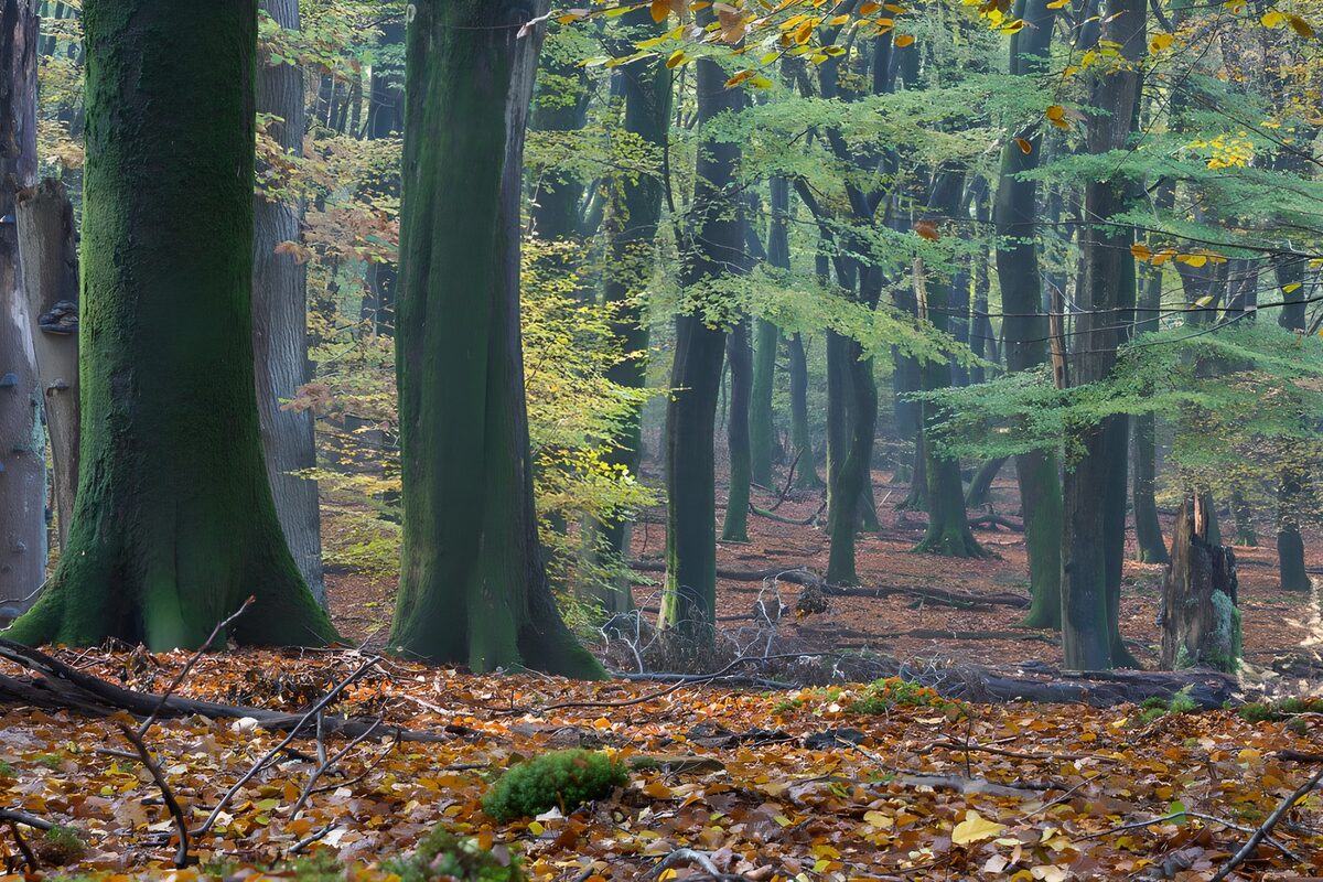 Bosque de otoño con troncos y musgo
