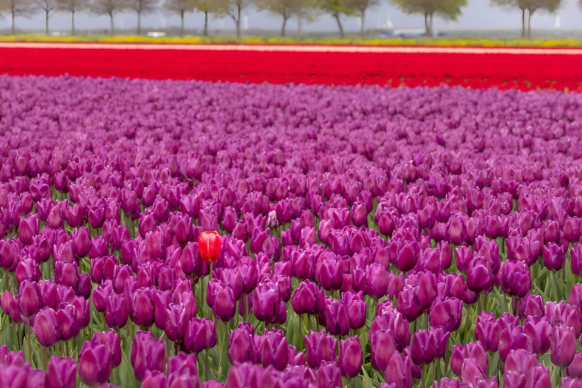 TPES34472: Tulipanes morados en plena primavera