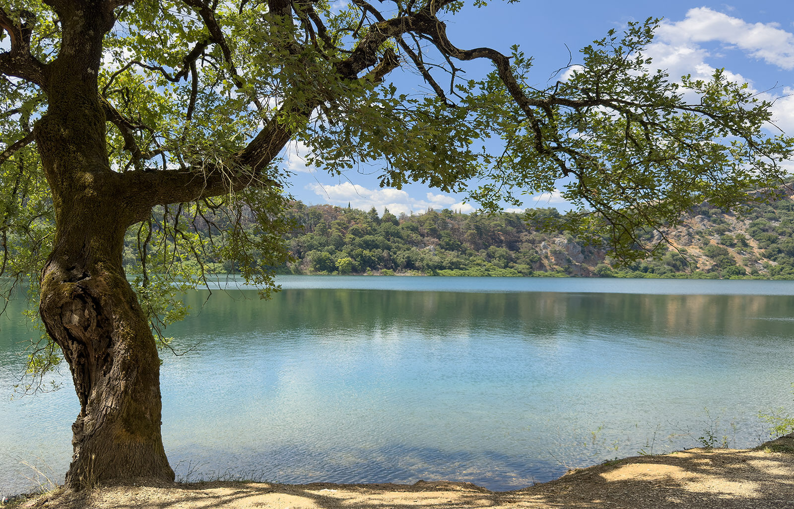 TPES88902: Árbol y aguas tranquilas