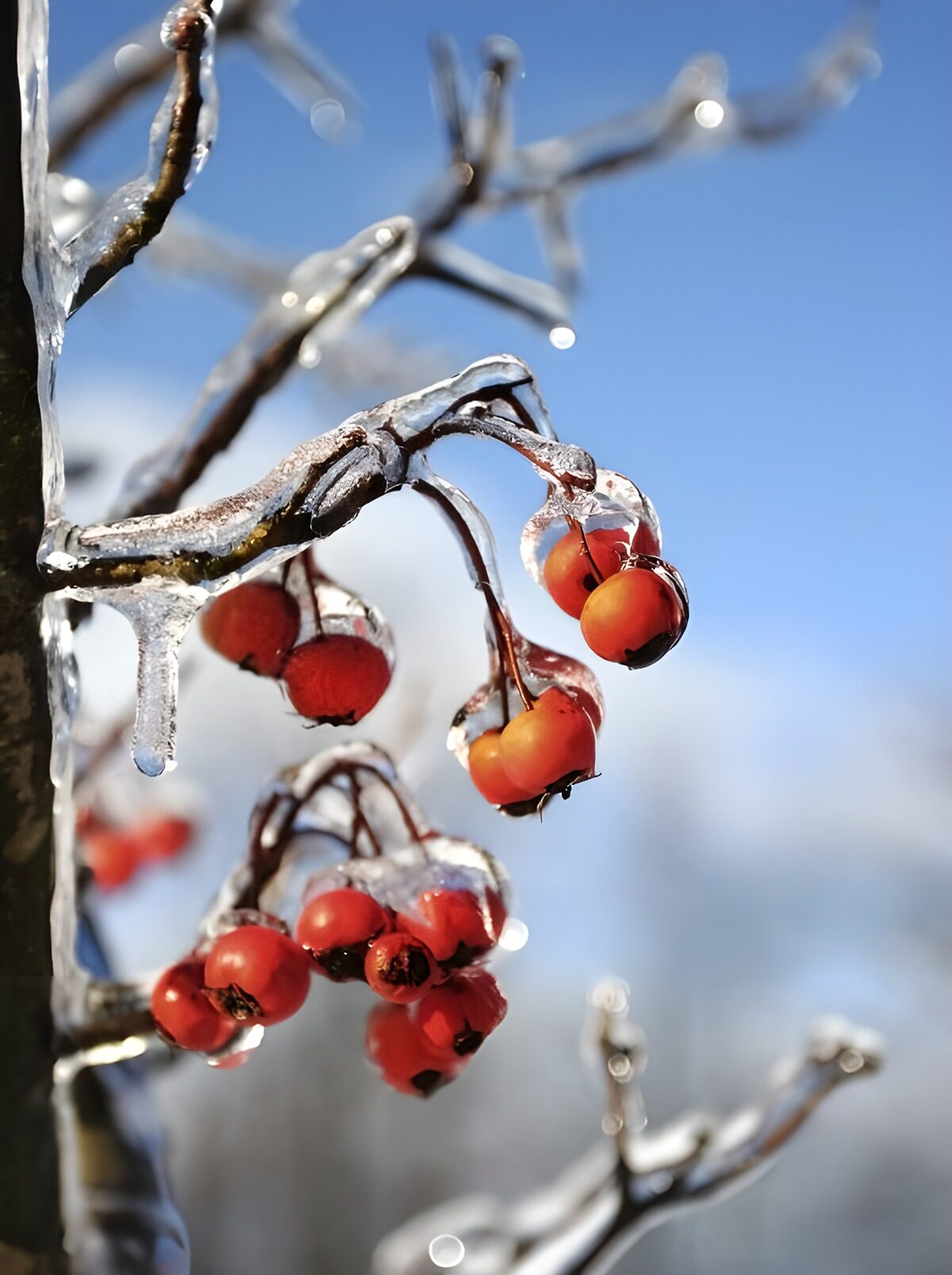 Bayas rojas entre ramas cubiertas de hielo