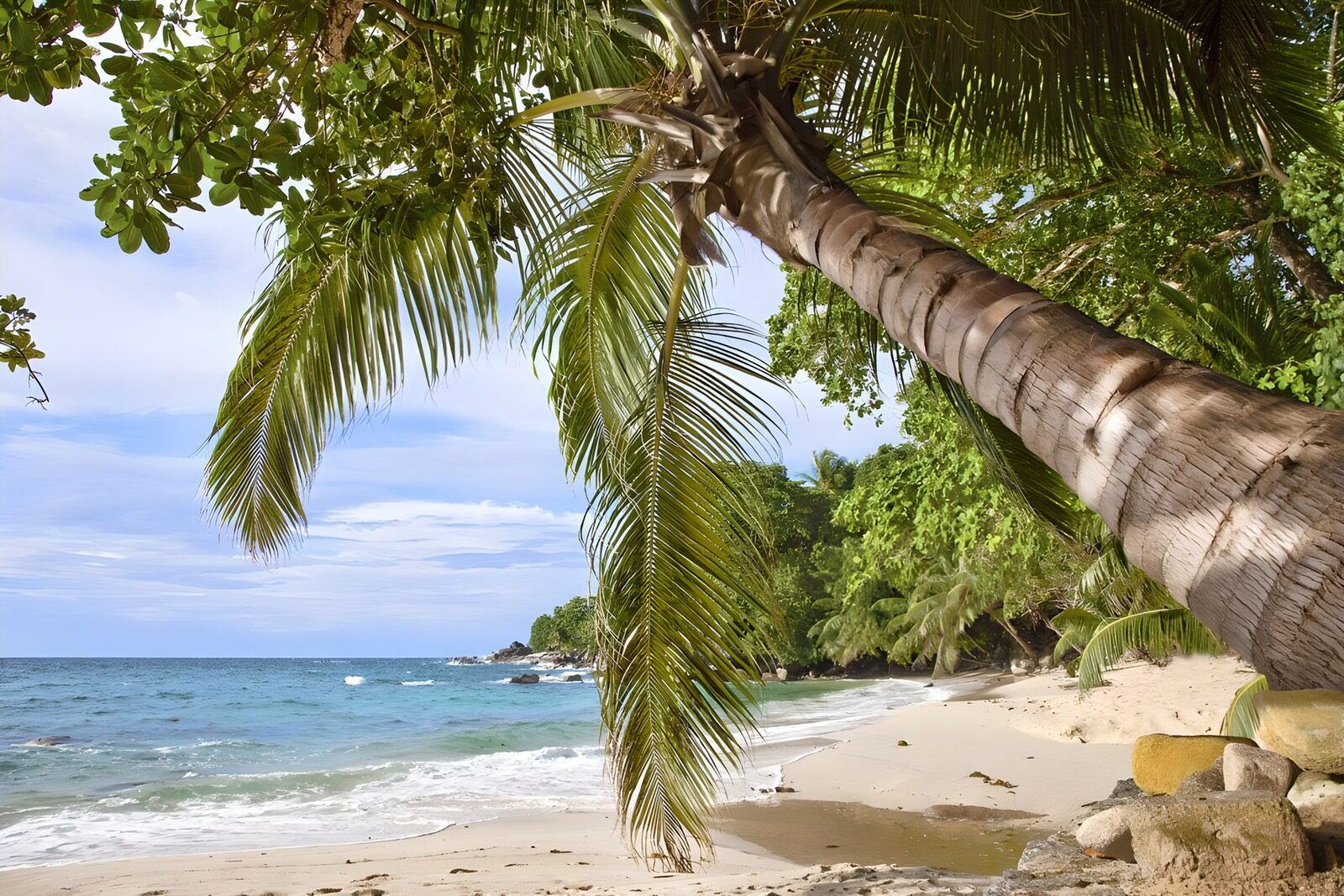 TPES74140: Playa tropical bajo una palmera inclinada