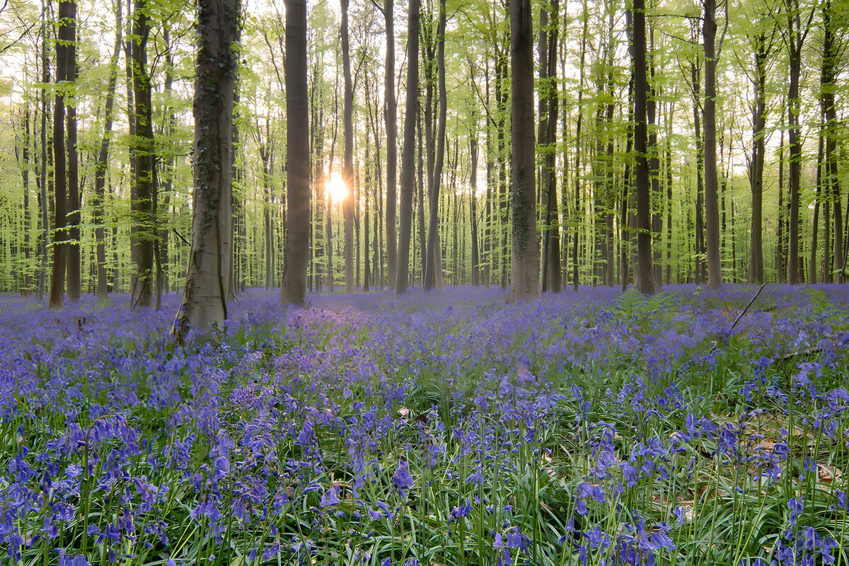 Bosque de campanillas al sol