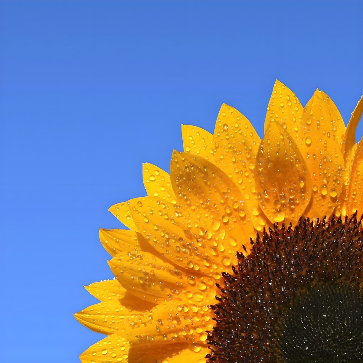 Girasol con gotas bajo el cielo azul