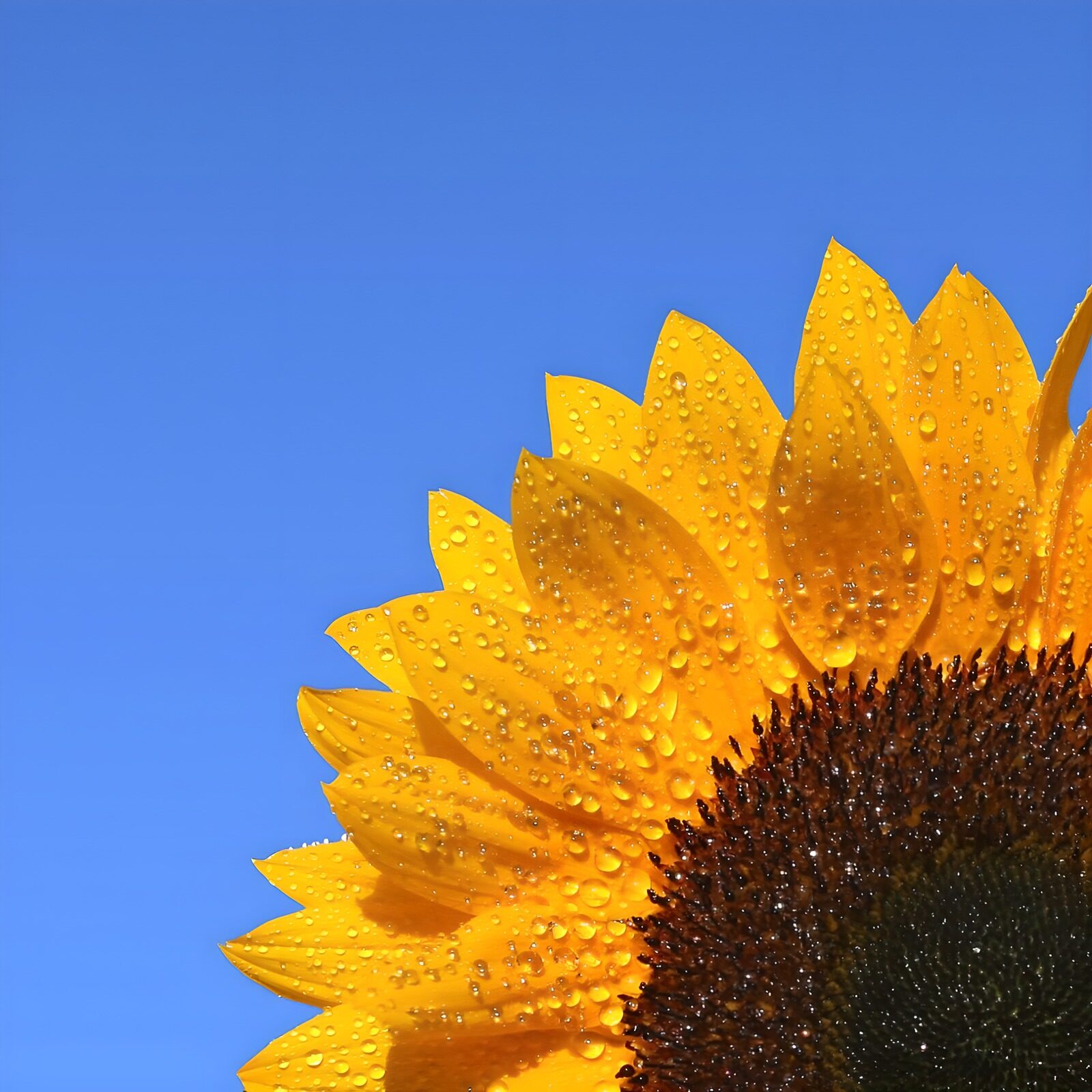 TPES18795: Girasol con gotas bajo el cielo azul