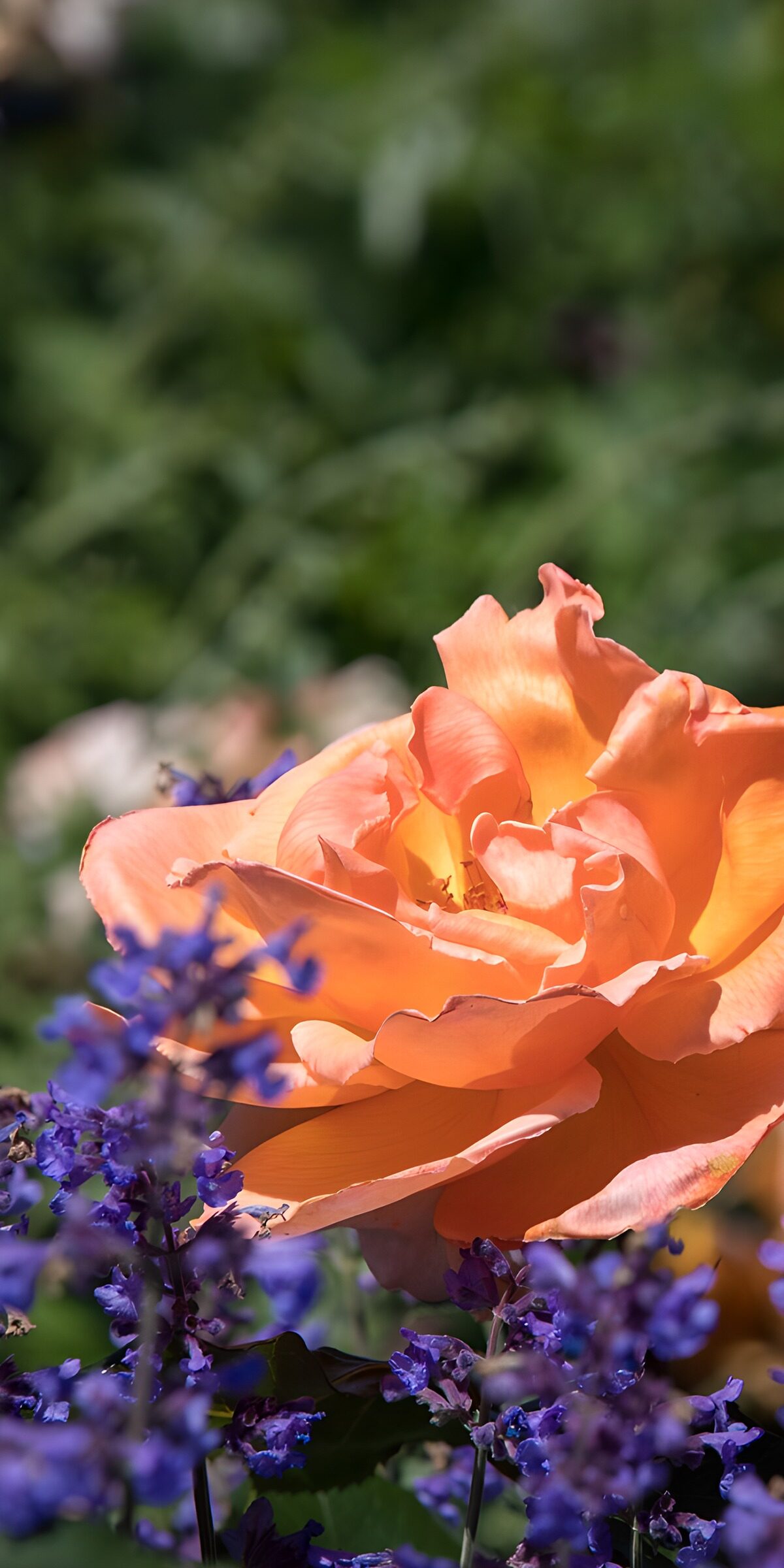 TPES42590: Rosa naranja entre flores violetas