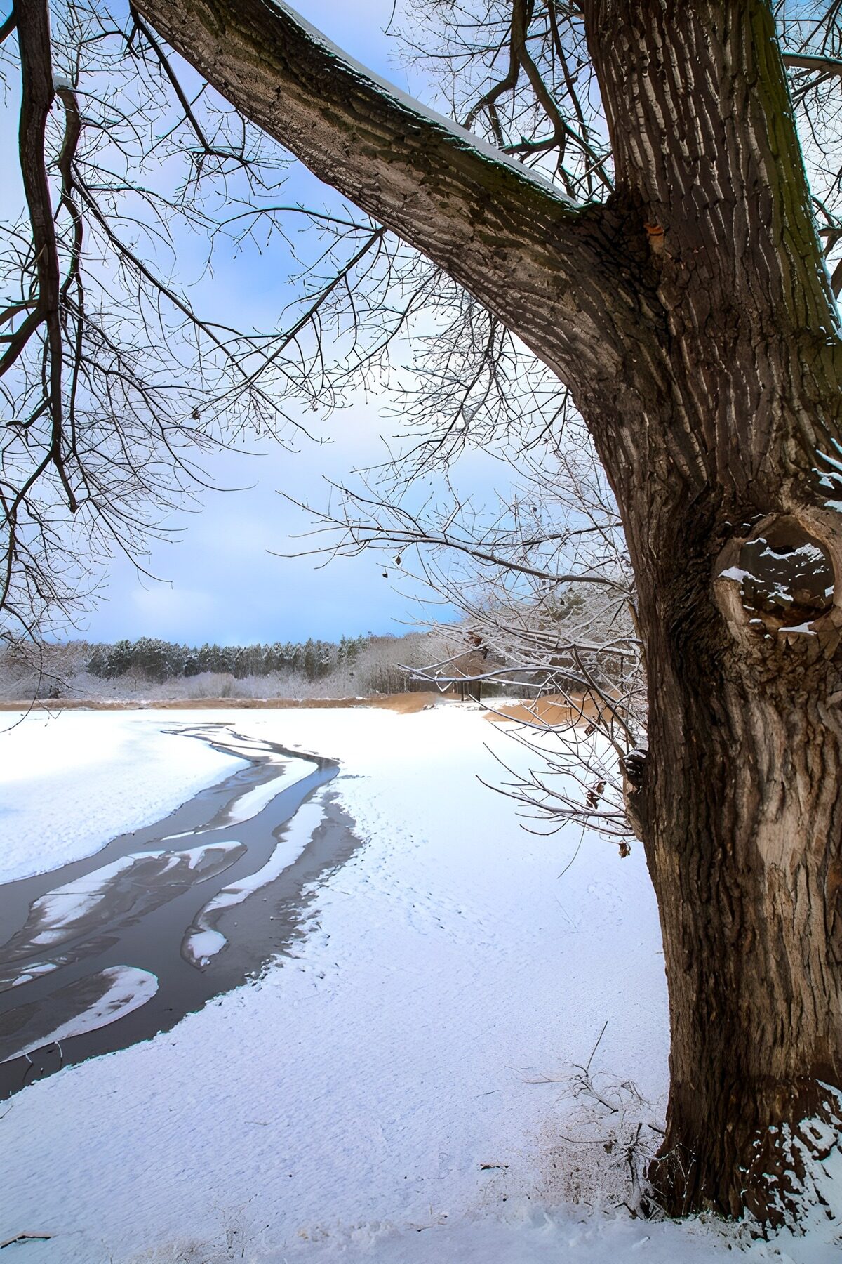 Árbol desnudo junto al agua helada