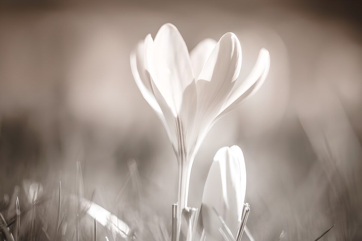 Flor blanca con un capullo a su lado