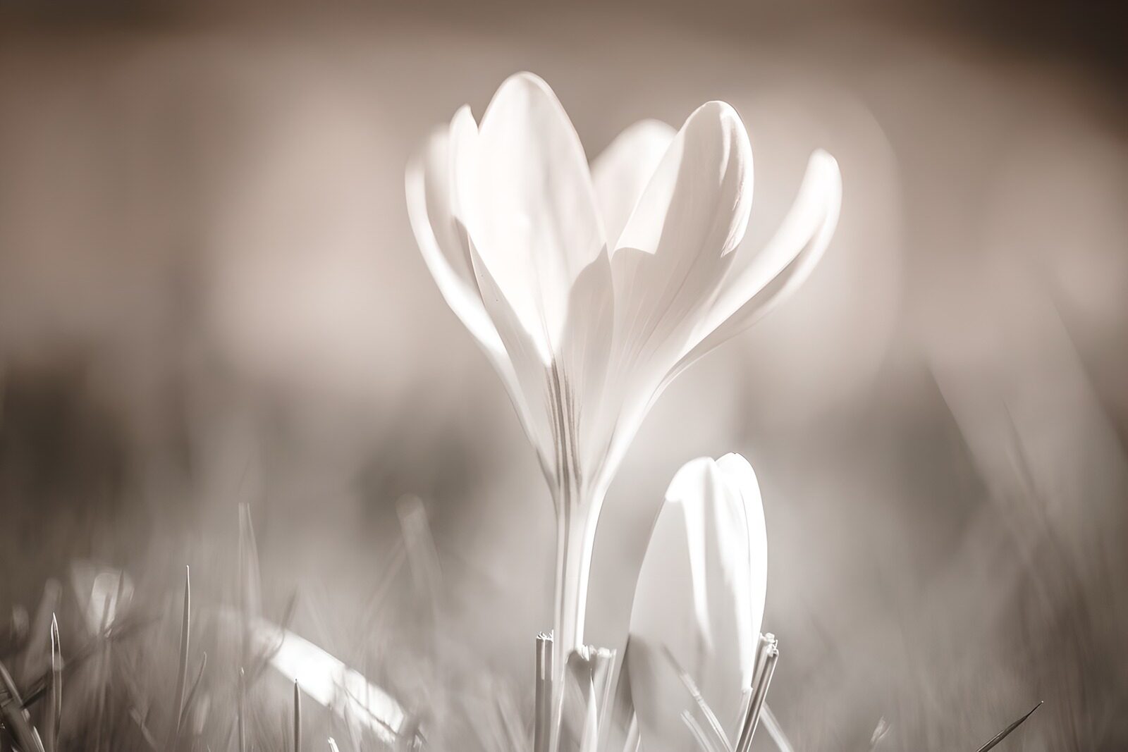 TPES14120: Flor blanca con un capullo a su lado