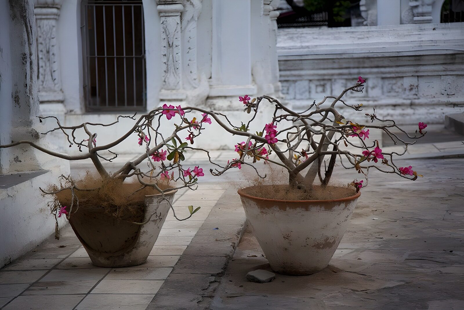 TPES21271: Dos macetas con flores rosas en el patio