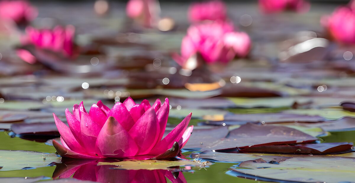 Nenúfar rosa entre hojas flotantes