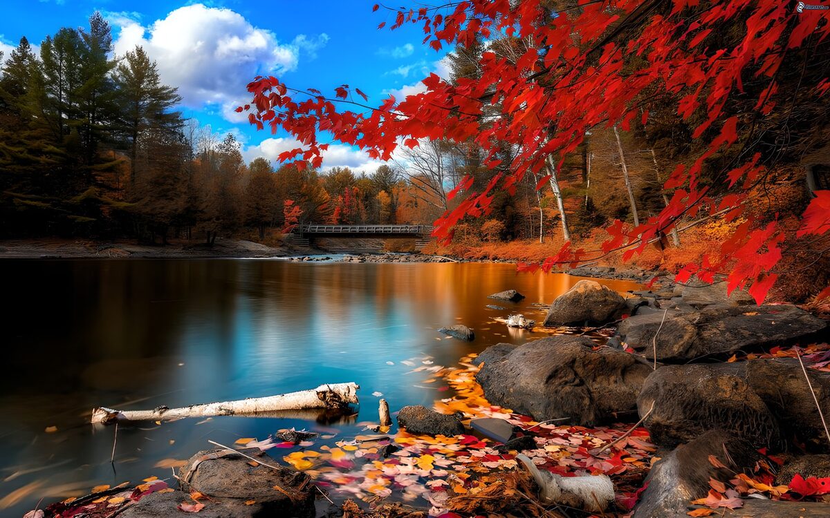 TPES21505: Río de otoño entre rocas y hojas rojas