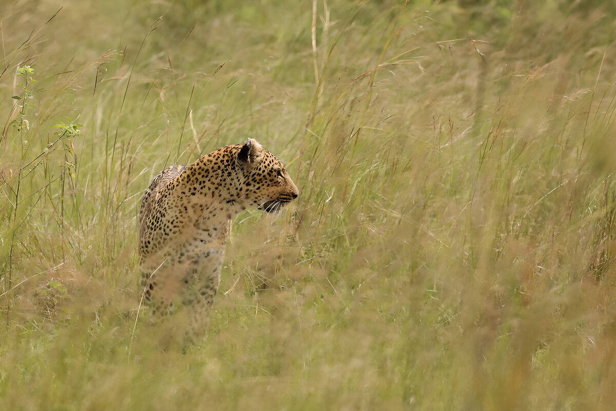 Leopardo de perfil entre la hierba