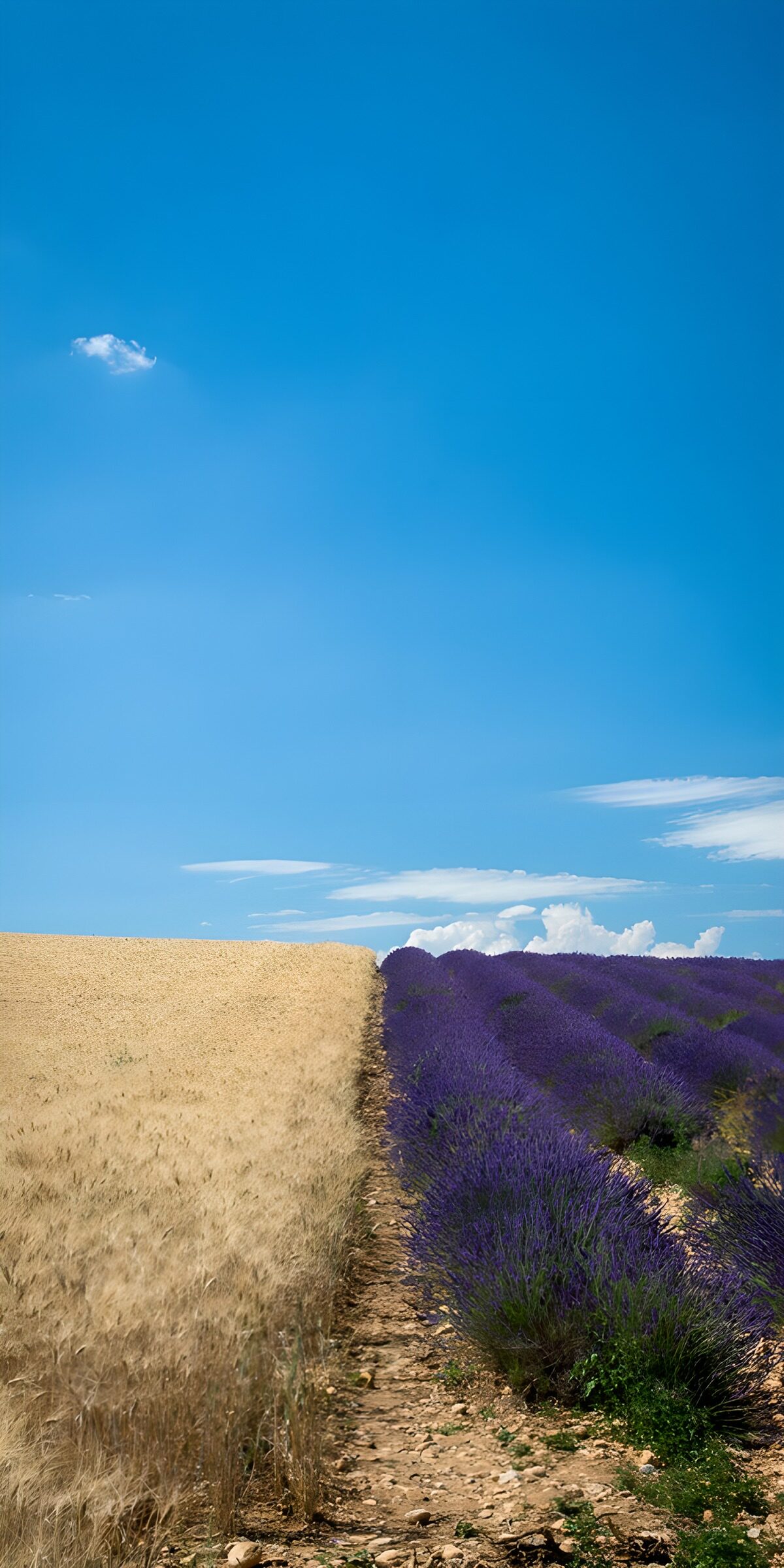 TPES69937: Trigo y lavanda bajo el cielo de verano