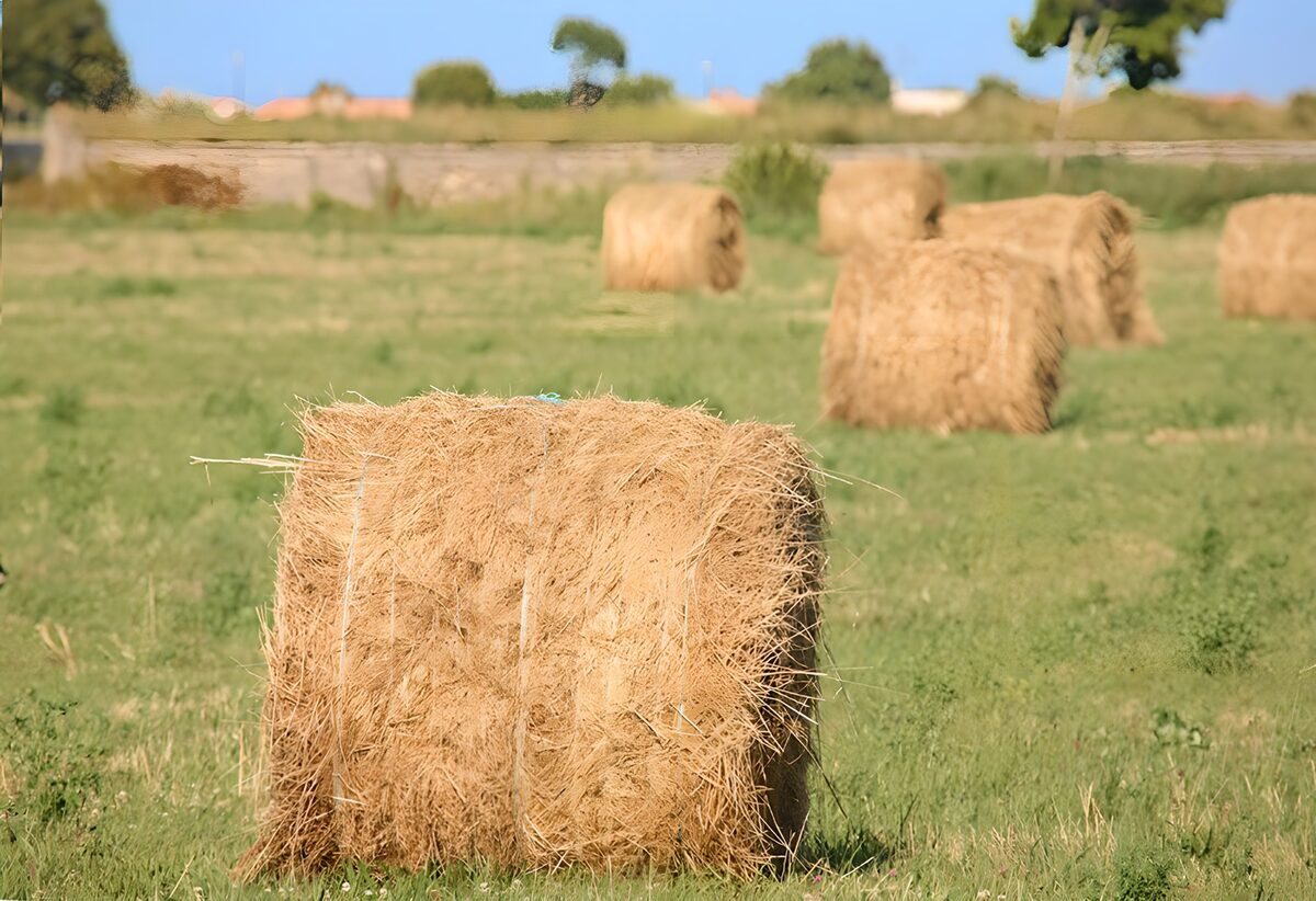 Pacas de heno en un prado soleado