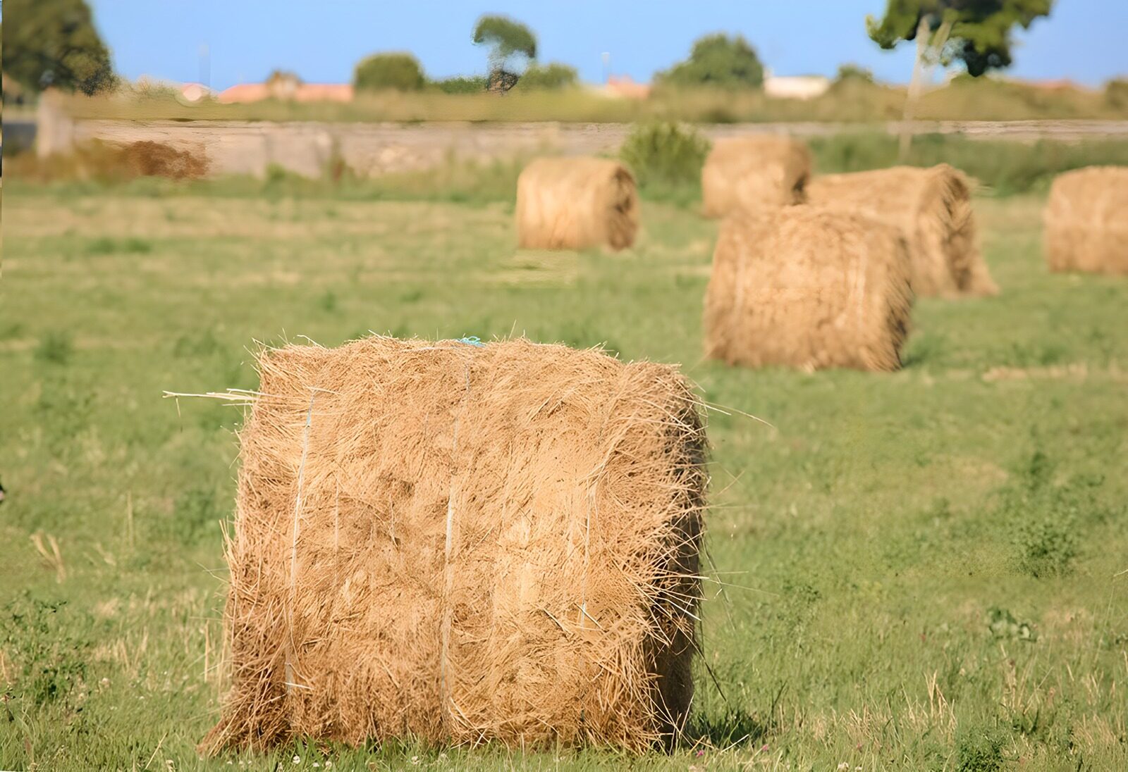 TPES95687: Pacas de heno en un prado soleado