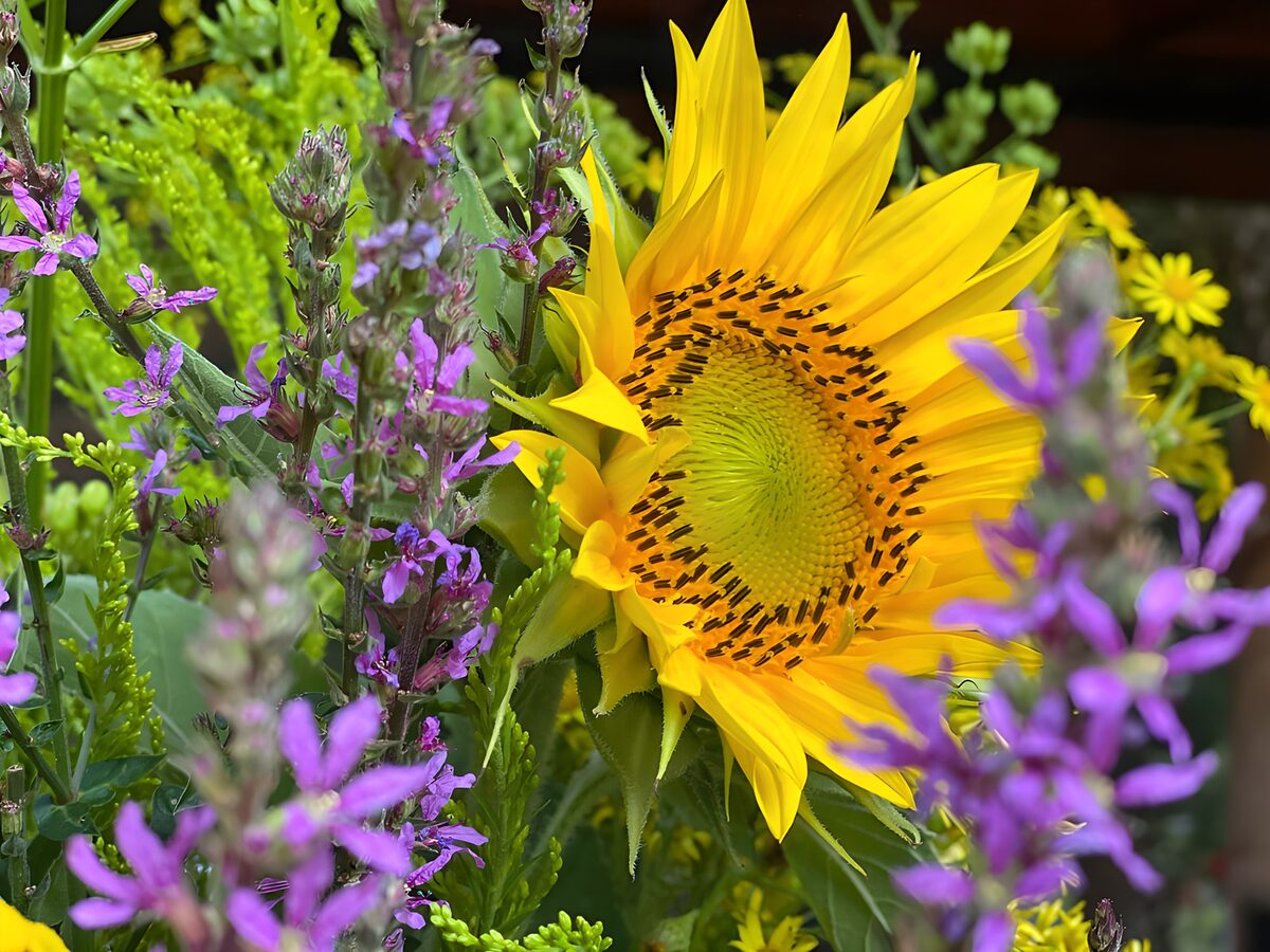 Girasol amarillo entre flores moradas