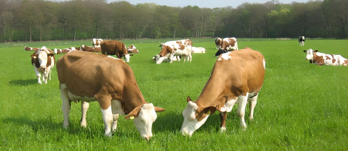 Vacas pardas y blancas en el prado
