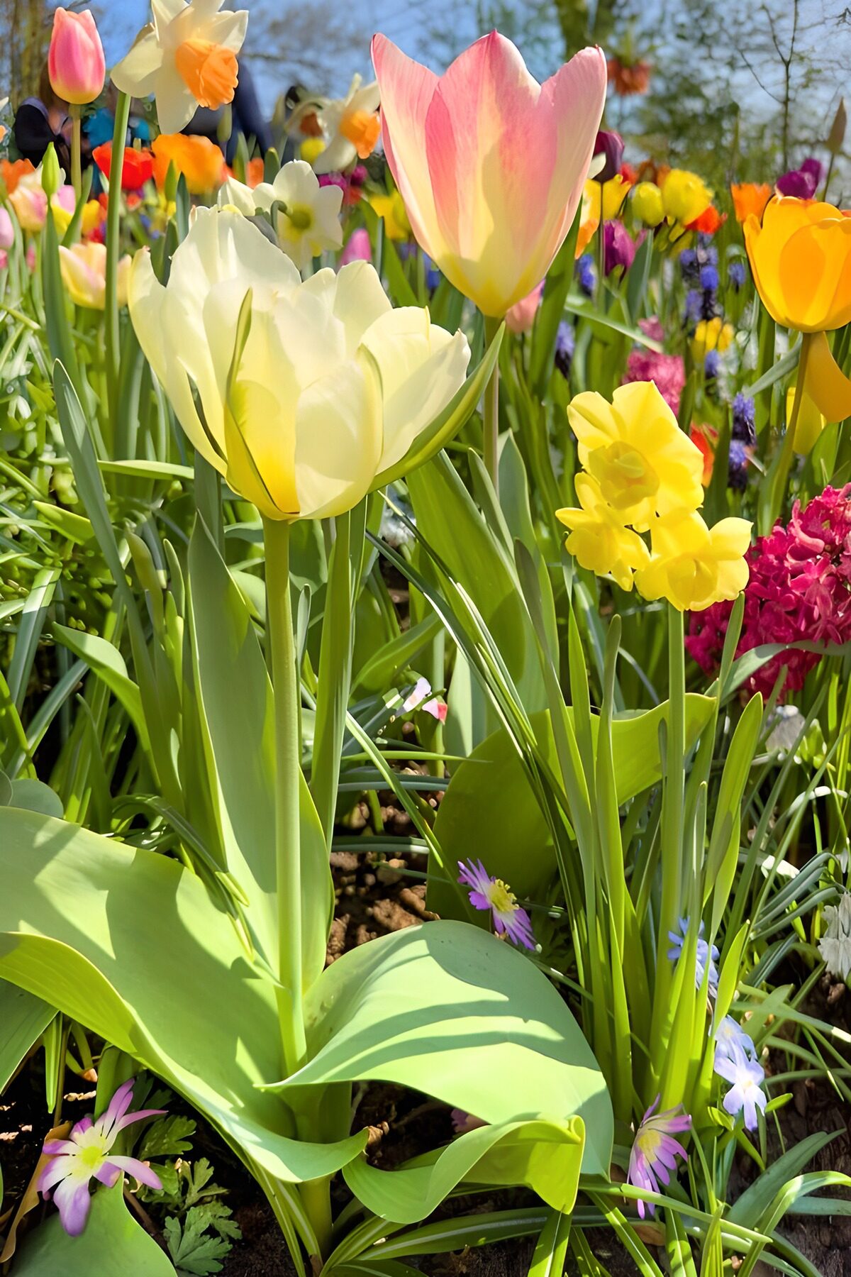 TPES40581: La primavera se asoma entre tulipanes