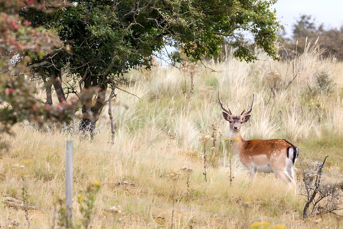 Gamo moteado entre hierbas doradas