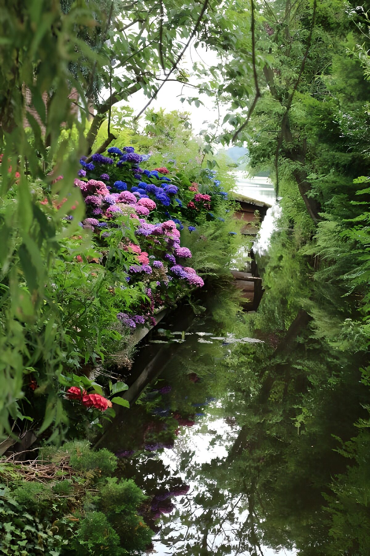 Hortensias junto al agua en calma