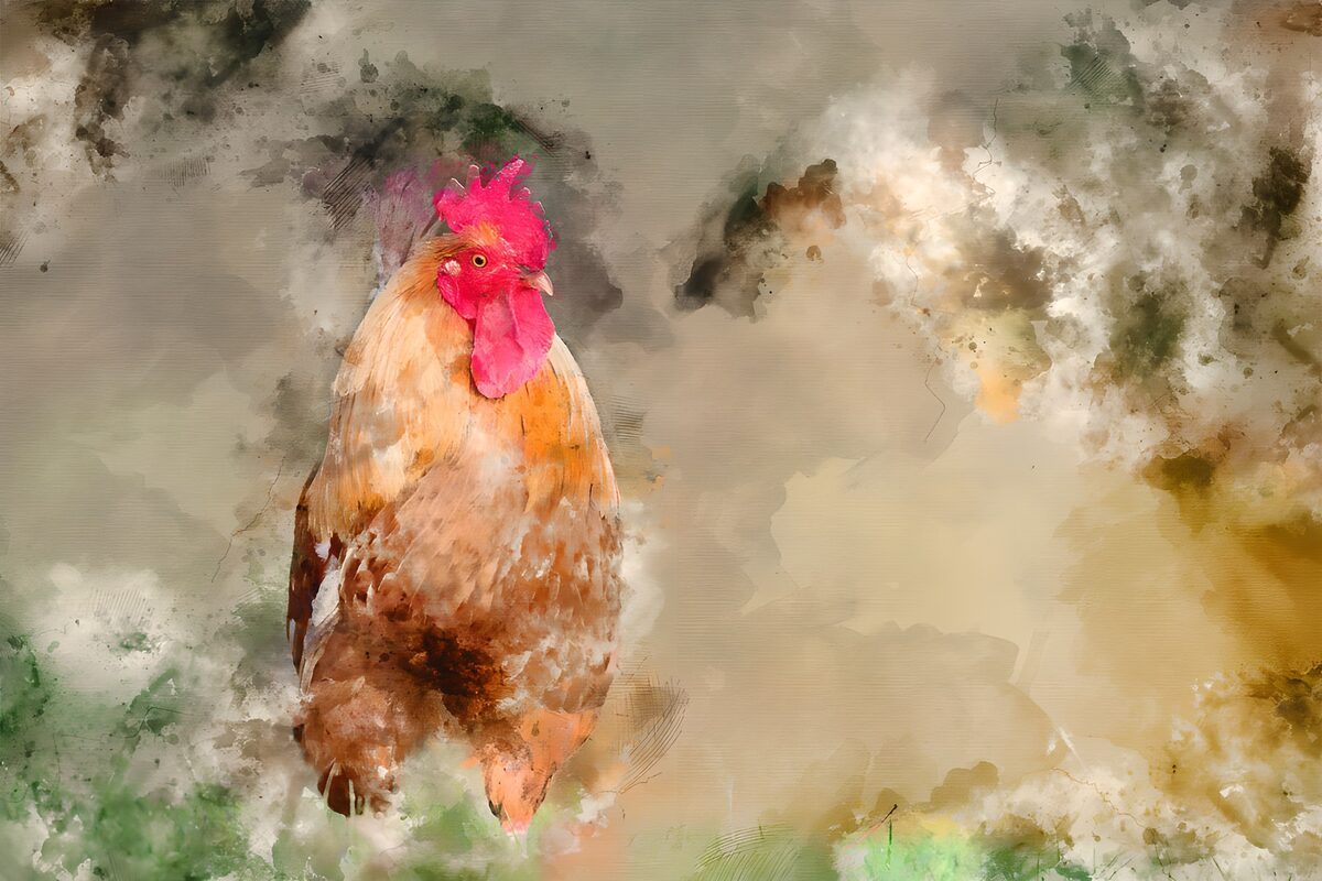 Gallo en acuarela de tonos cálidos