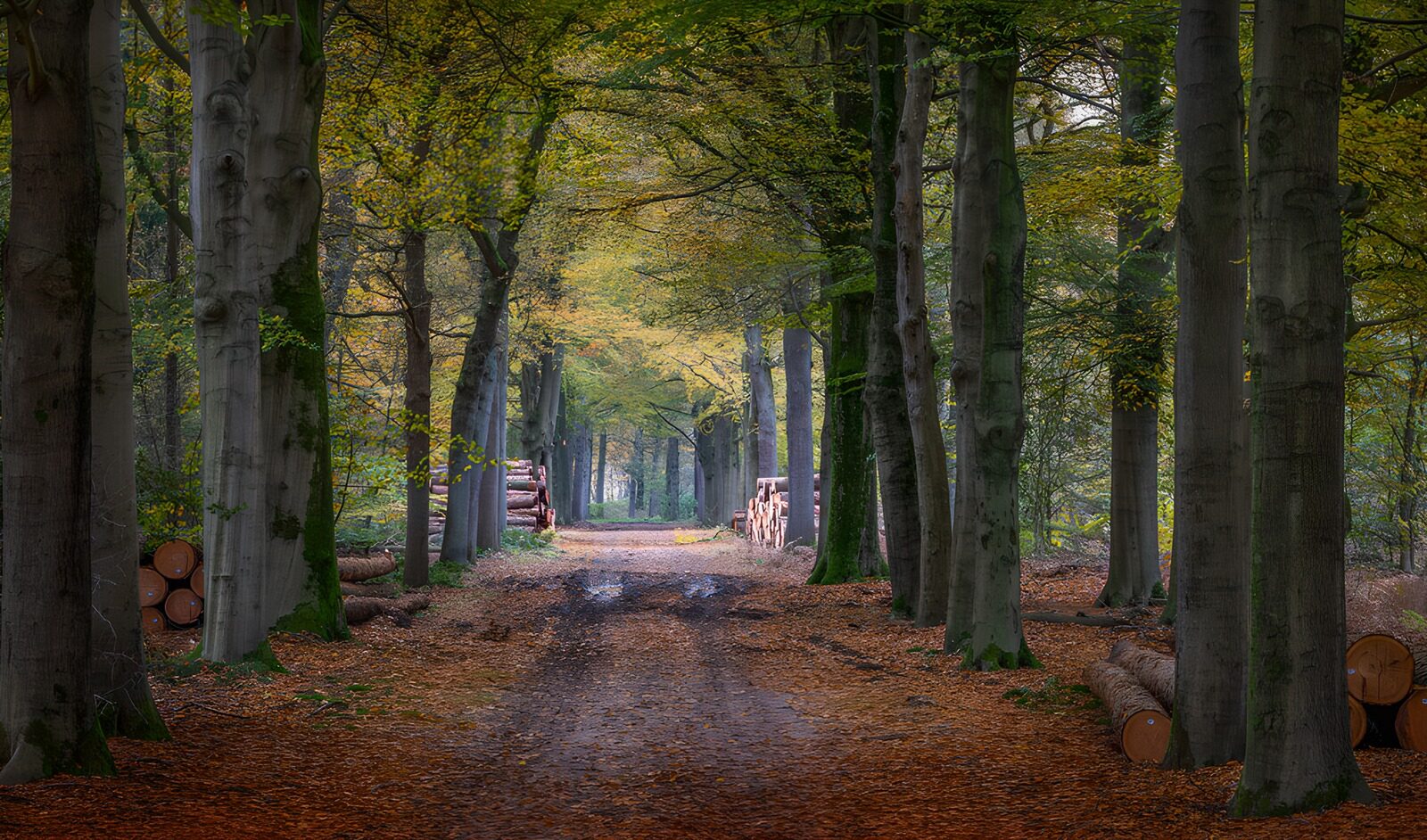 TPES59097: Camino de otoño entre grandes árboles