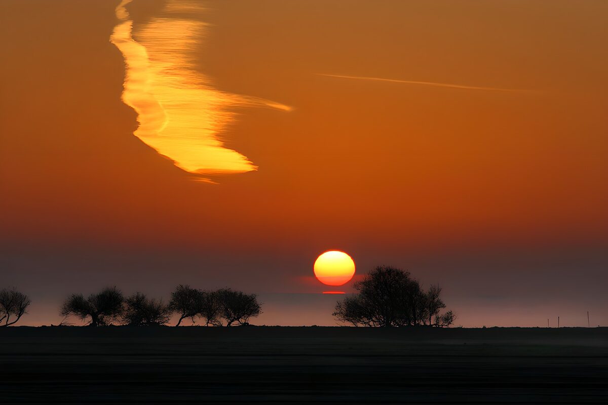 Puesta de sol entre árboles en sombra