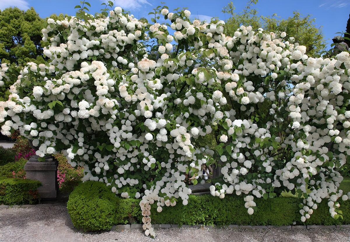 TPES40050: Arbusto de flores blancas al sol