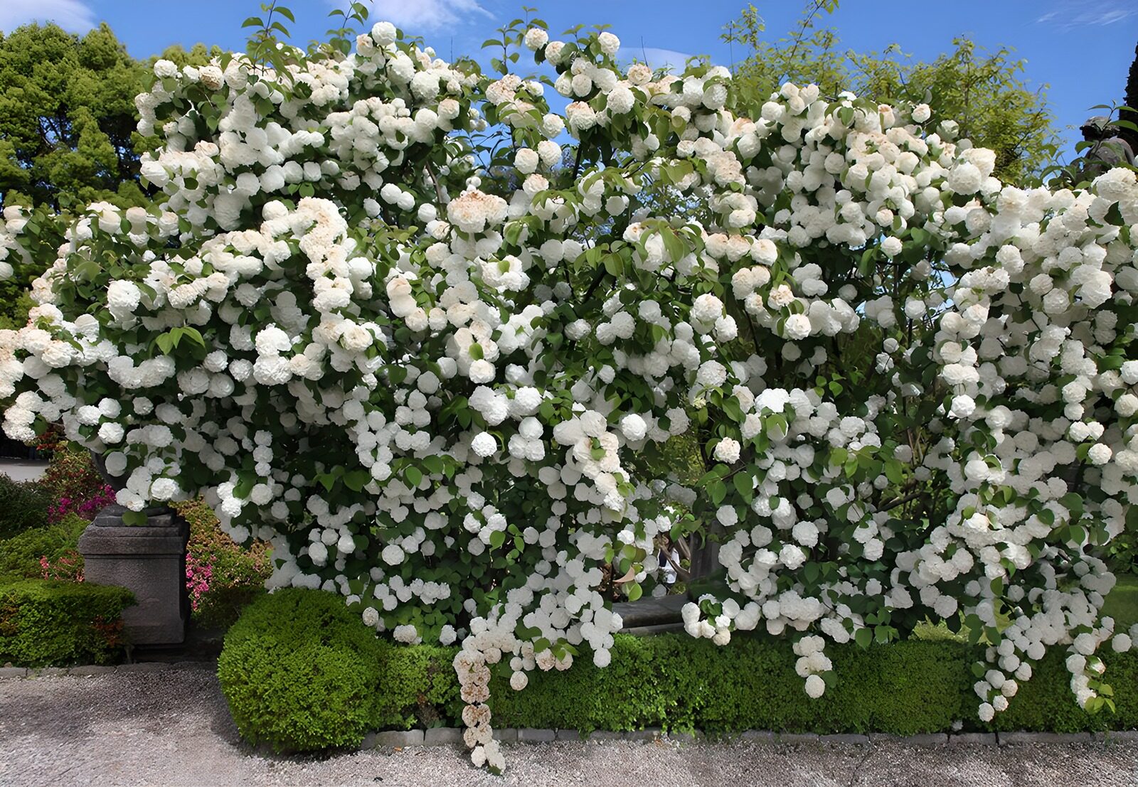 TPES40050: Arbusto de flores blancas al sol