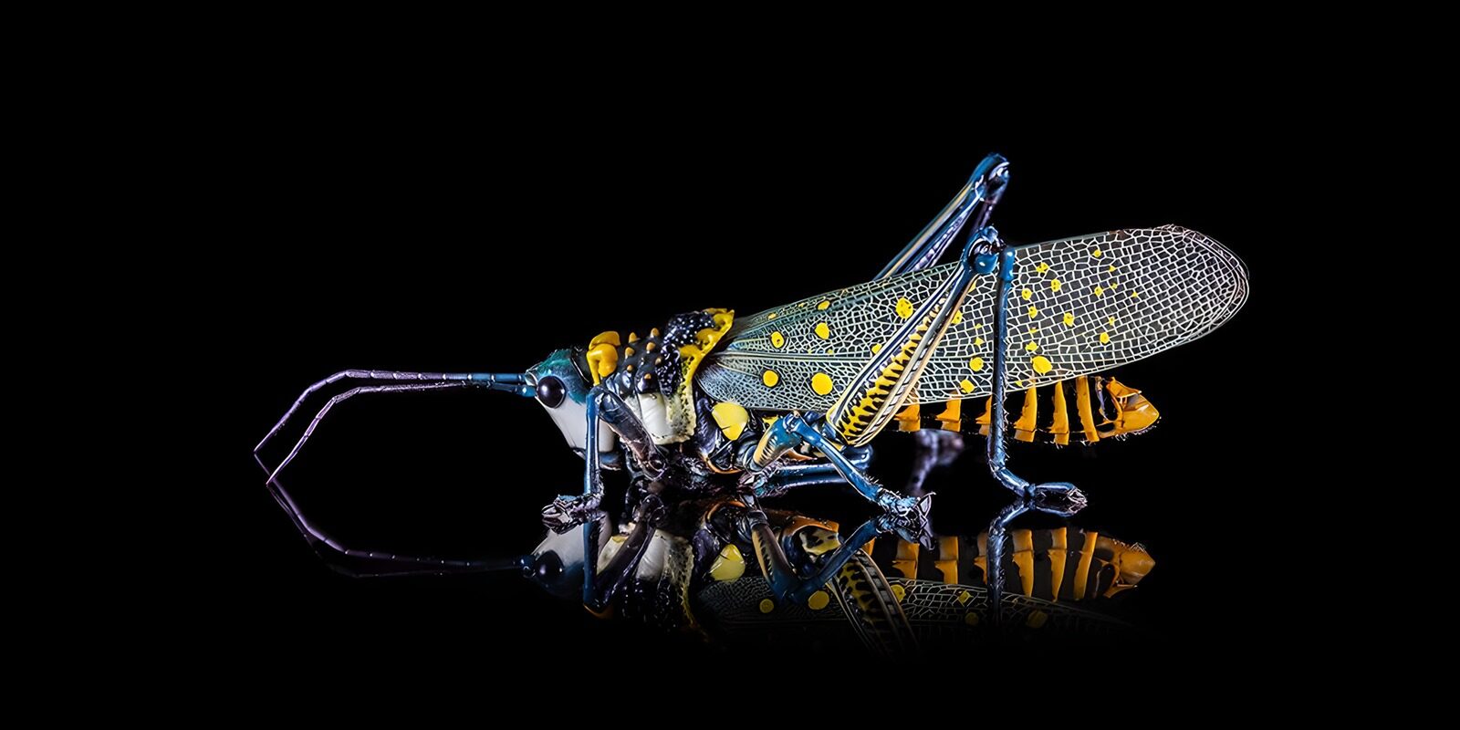 TPES52683: Saltamontes multicolor con reflejo