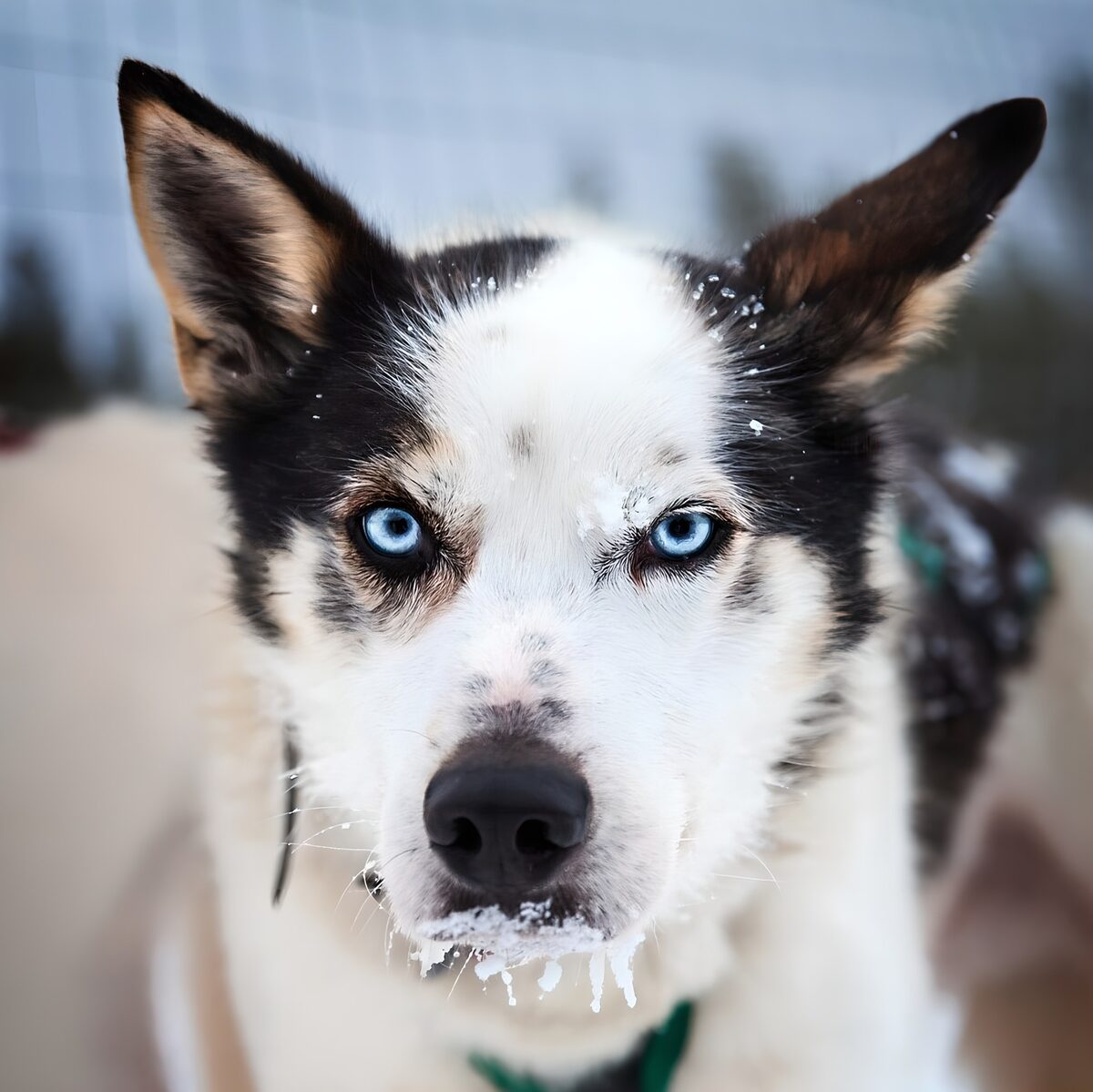 Husky de ojos azules y hocico helado