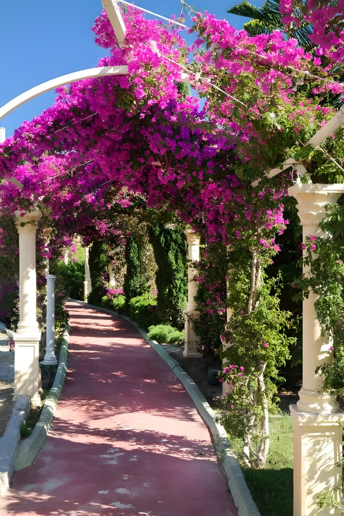 Pérgola de buganvillas a pleno sol