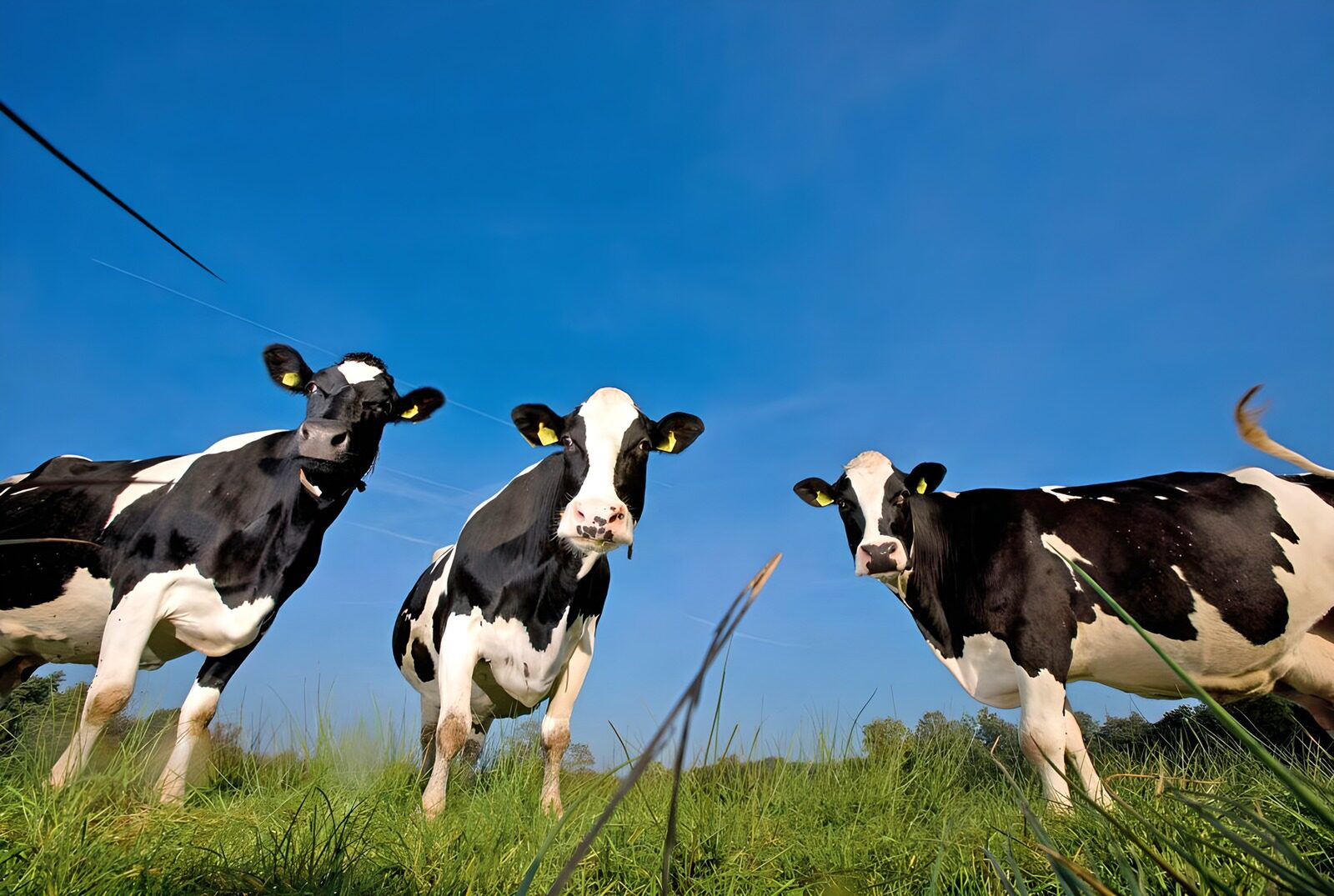 TPES99265: Tres vacas bajo un cielo azul