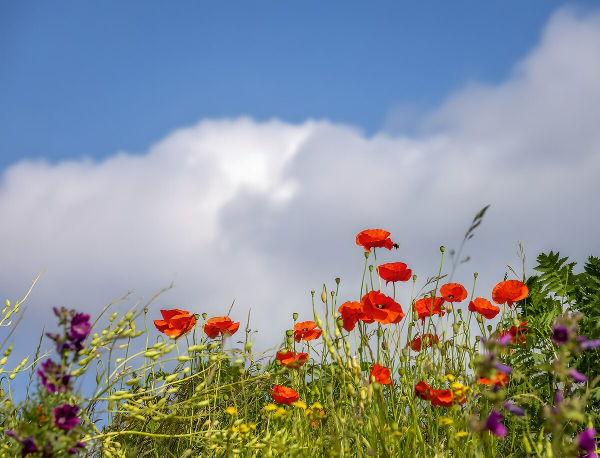 Amapolas rojas bajo un cielo de verano