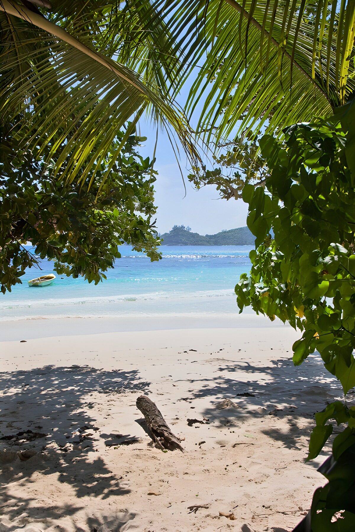 TPES84146: Playa de palmeras y aguas tranquilas