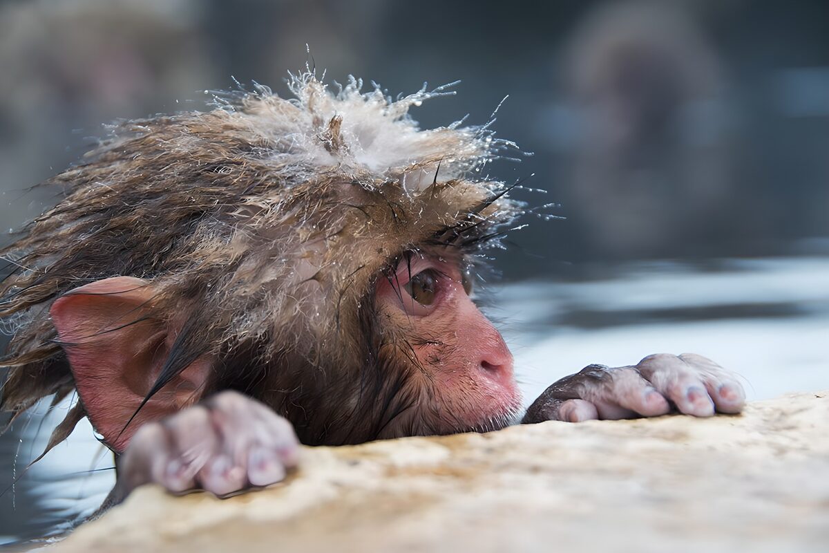 Macaco mojado, aferrado a la piedra