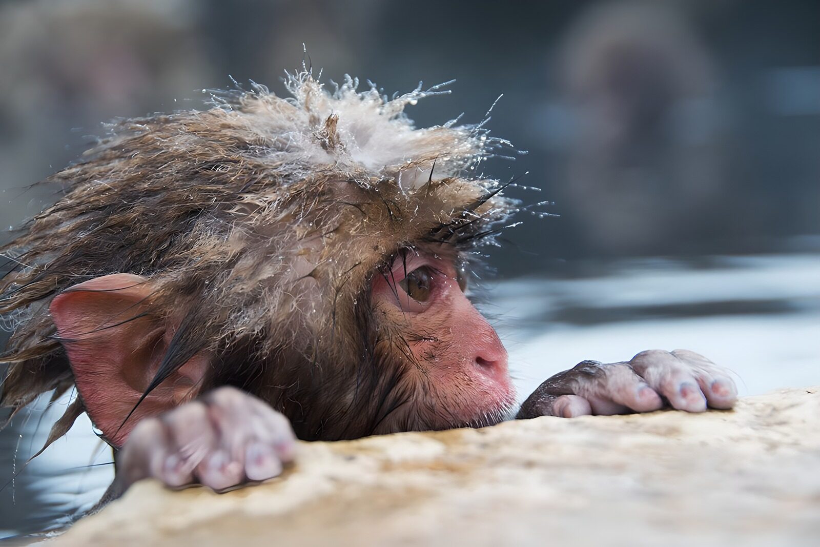 TPES28003: Macaco mojado, aferrado a la piedra